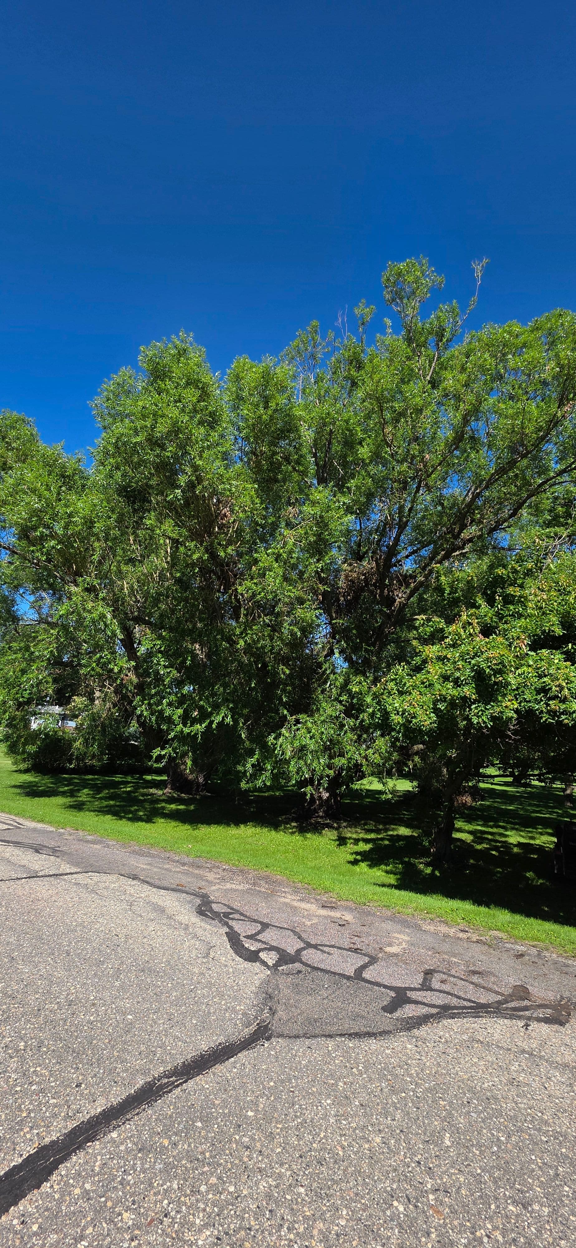Willow Tree Removal Done Right in Willmar image