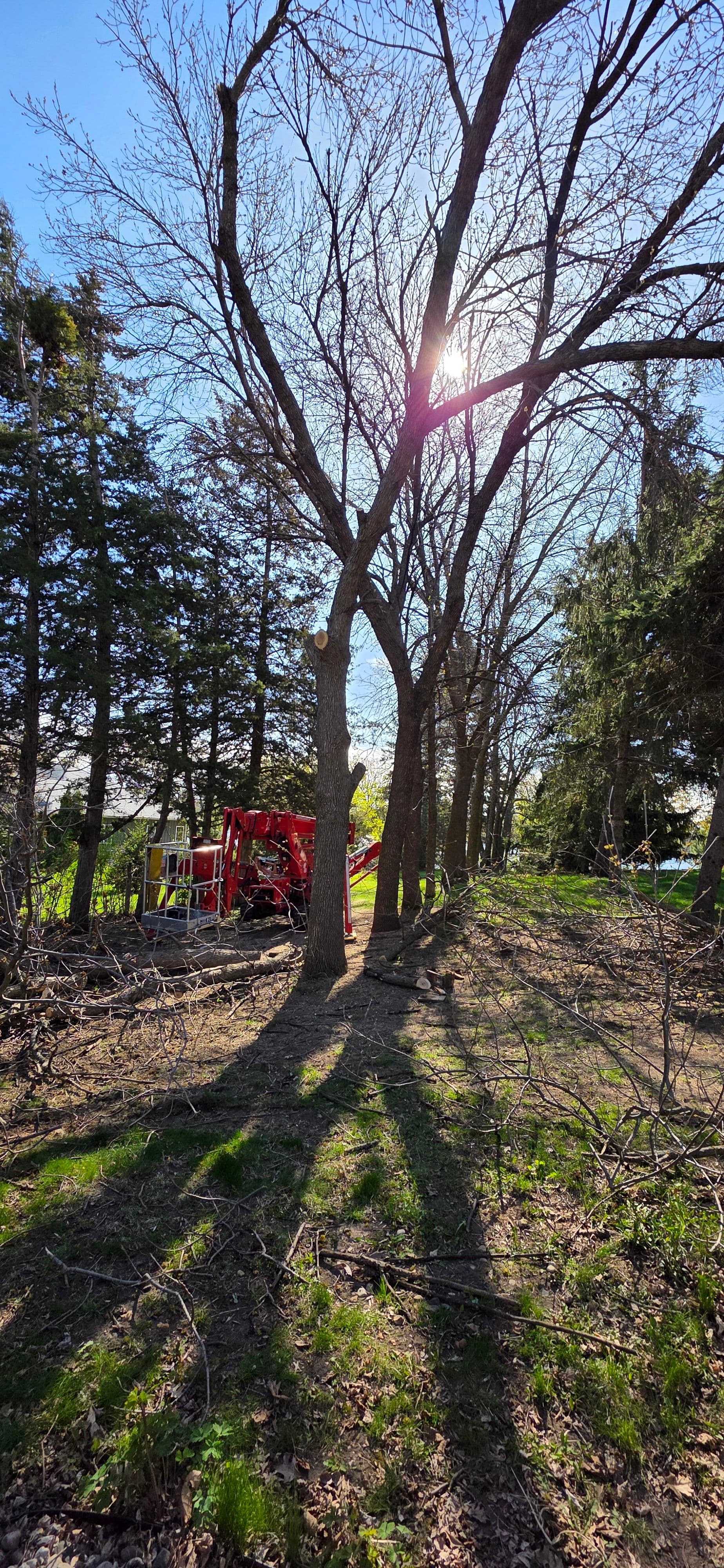 Project 16 Ash Trees Removed and Cleaned Up at Elkhorn Lake Near Spicer image
