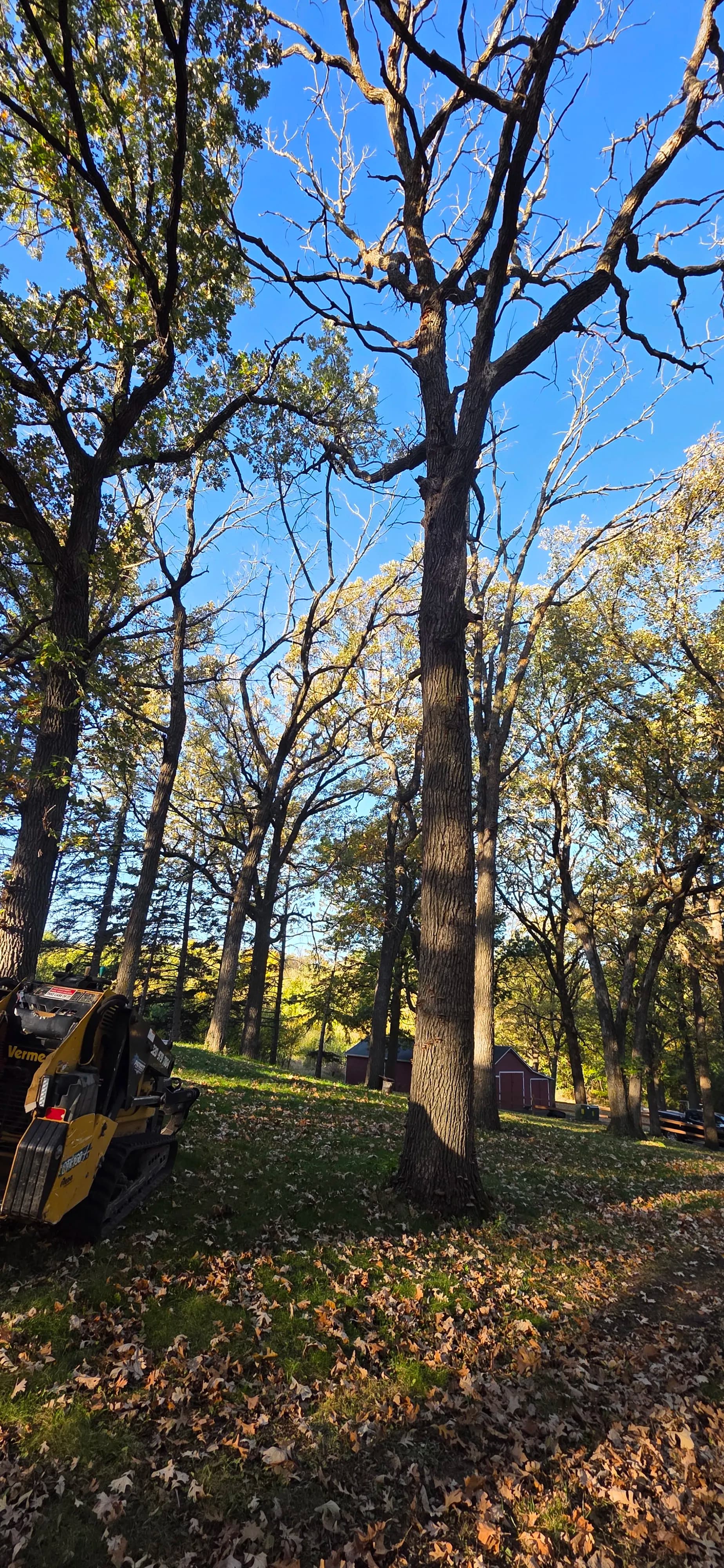 Project 5 Dead Oak Trees Removed Before They Became a Real Problem image