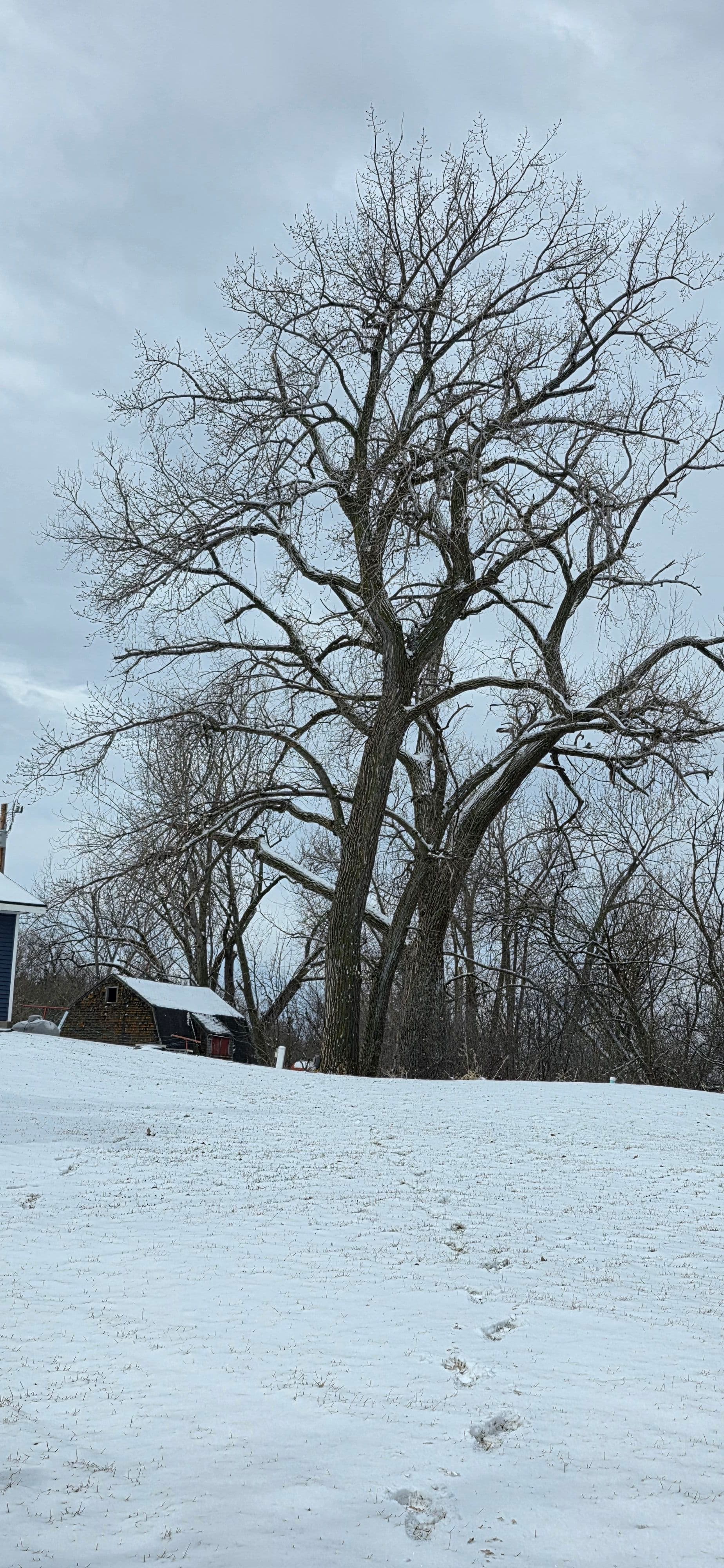 Project Storm-Damaged Cottonwood Removal in Sunburg MN image