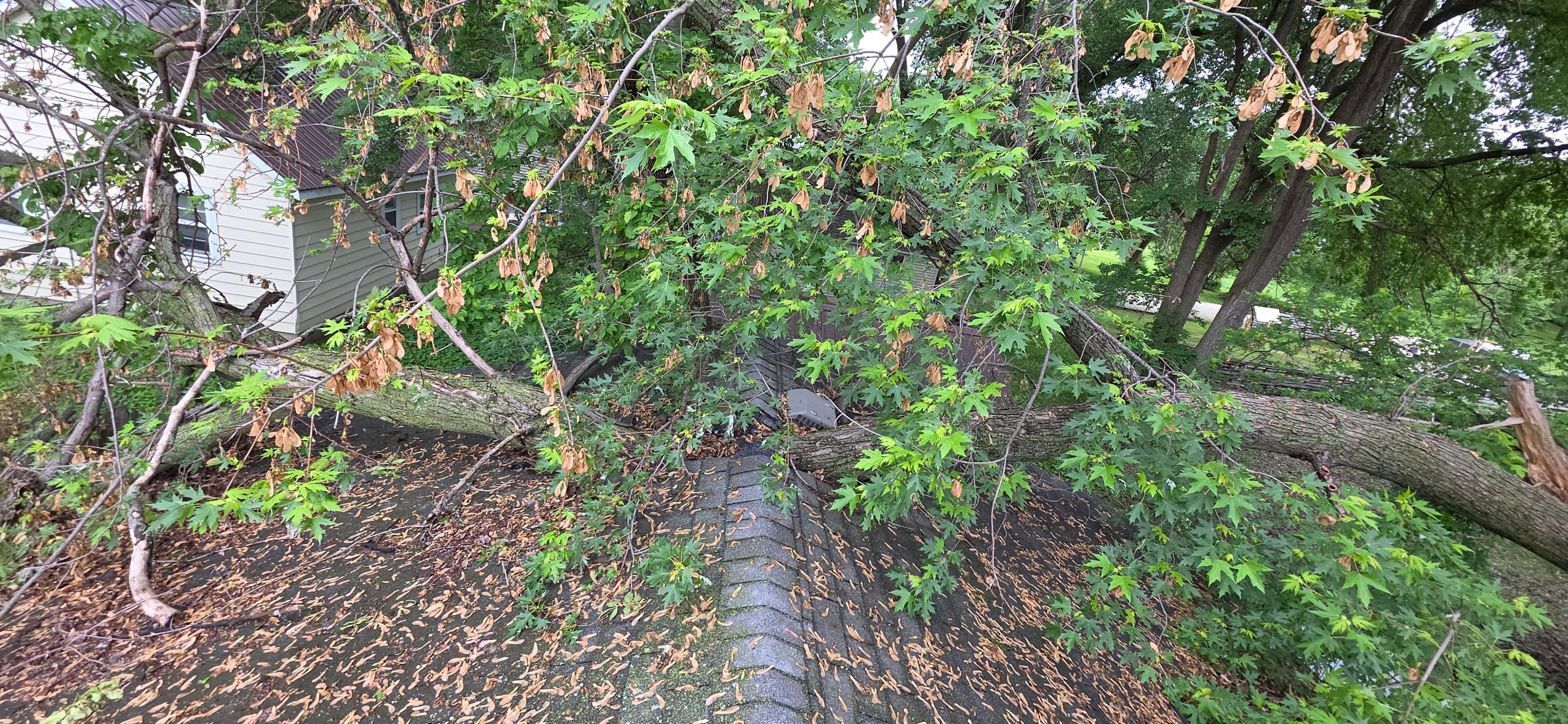 Project Tree Through the Roof - Emergency Storm Damage Cleanup in Willmar image