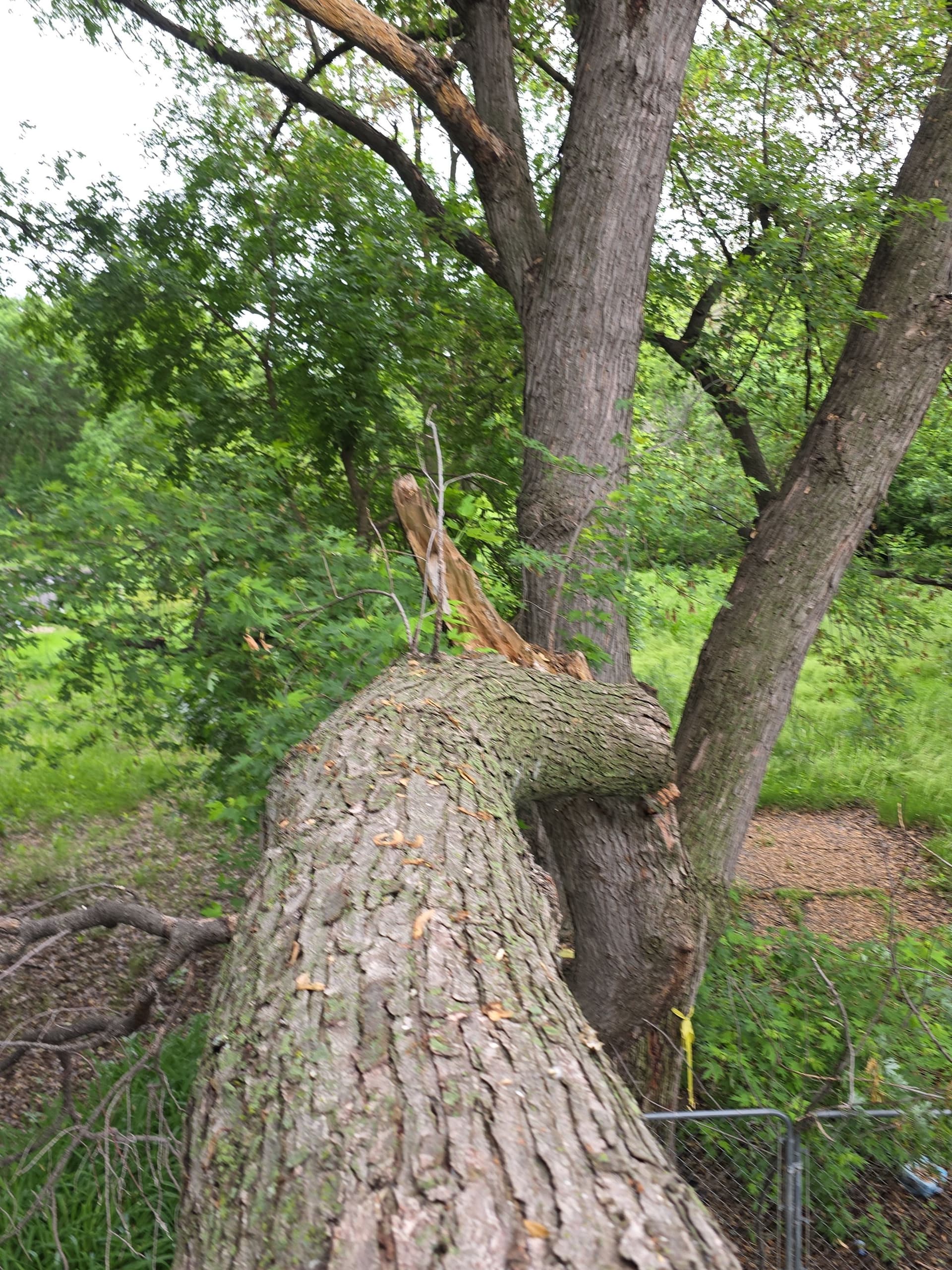 Gallery photos for Tree Through the Roof - Emergency Storm Damage Cleanup in Willmar: Image #1