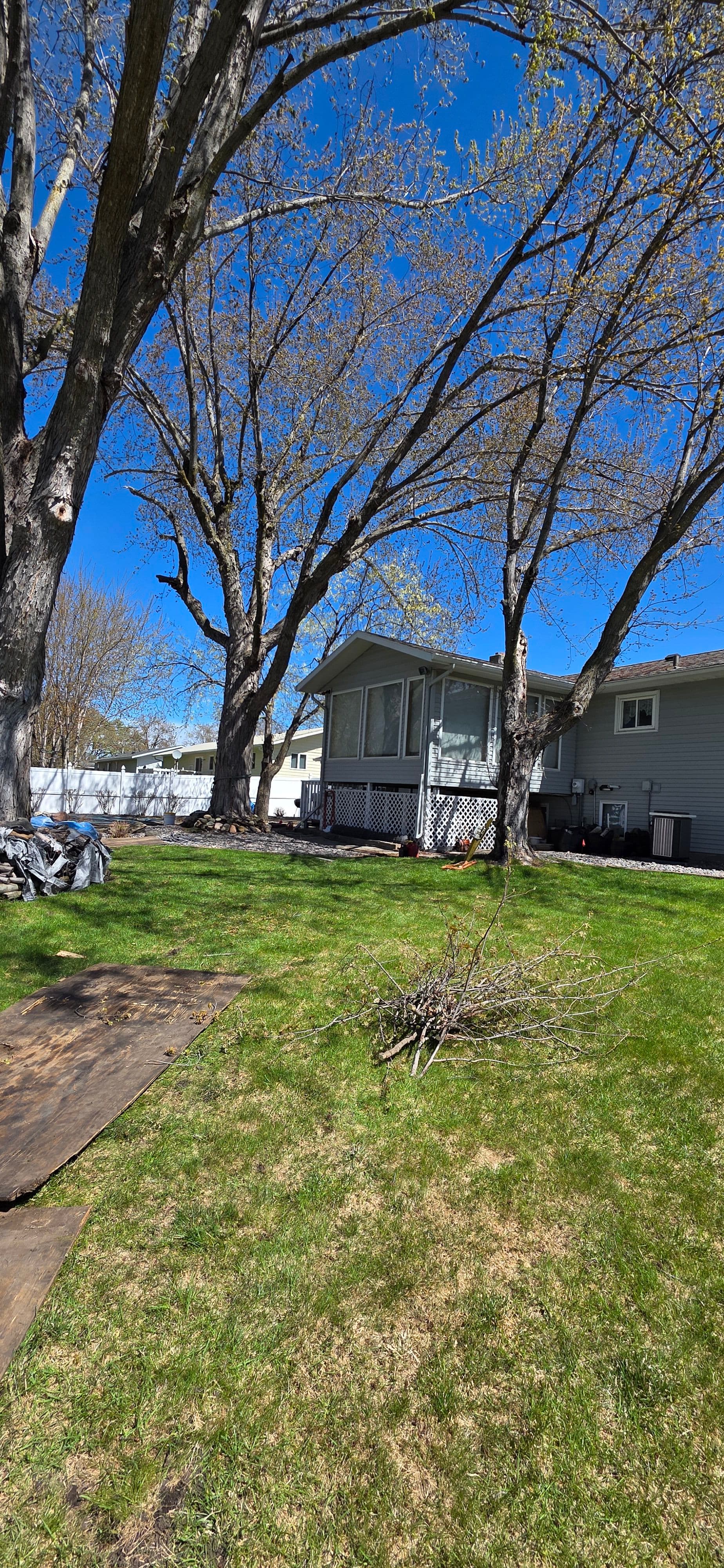 Tree Removal Done Right in Cold Spring image