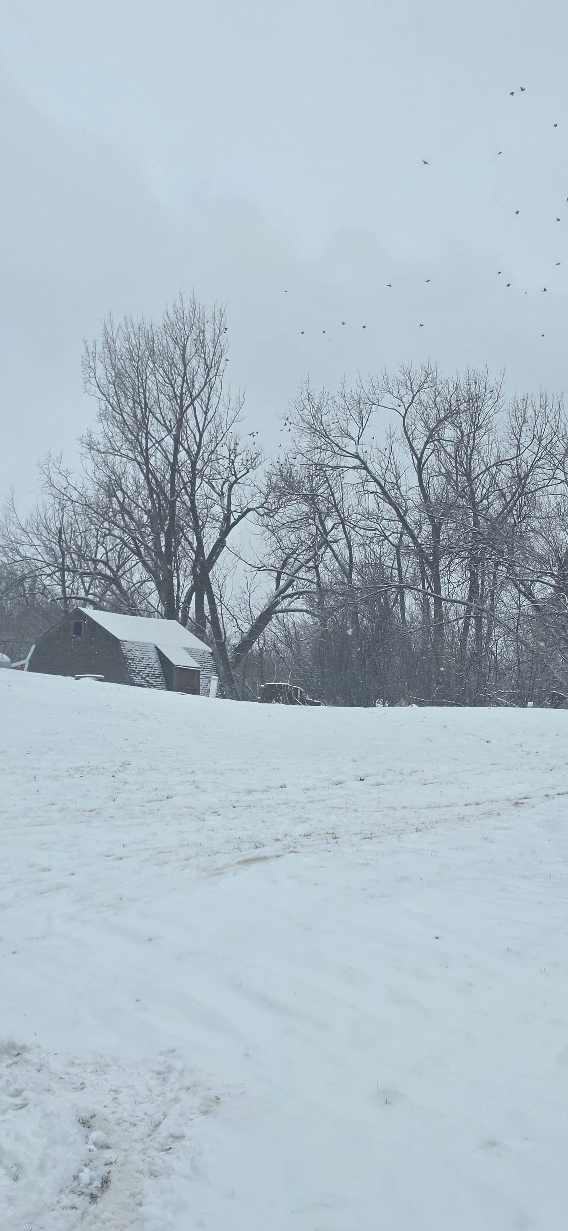 Gallery photos for Storm-Damaged Cottonwood Removal in Sunburg MN: Image #1