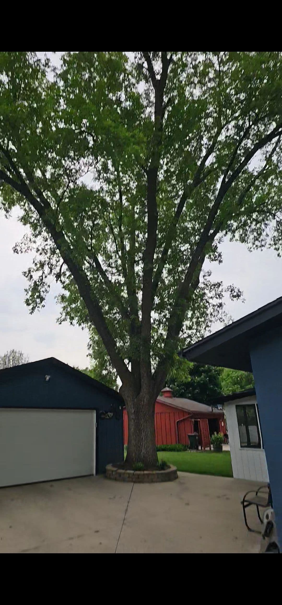 Tree Removal in a Tight Spot Between Two Buildings image