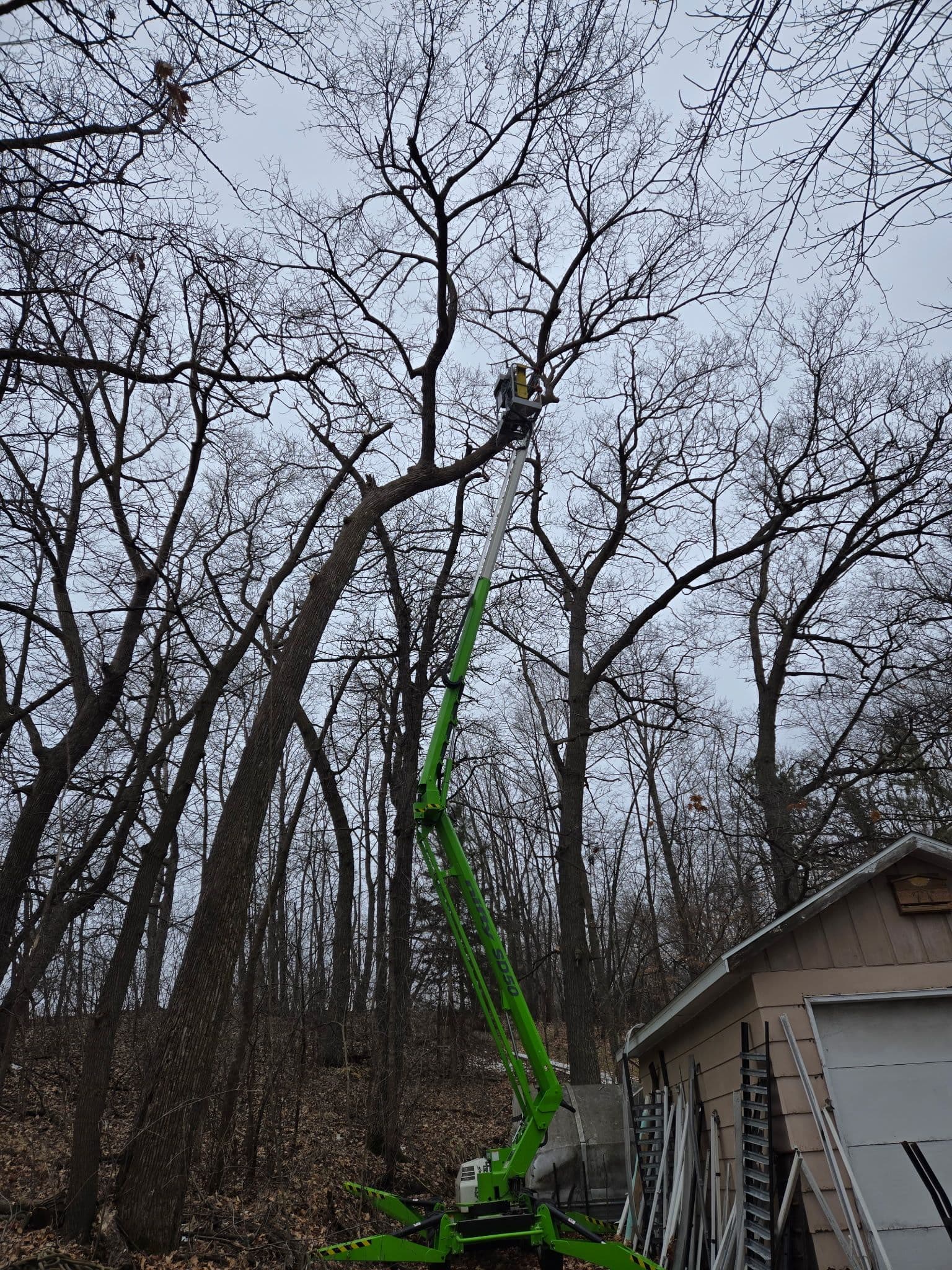 Expert Tree Trimming in Paynesville image