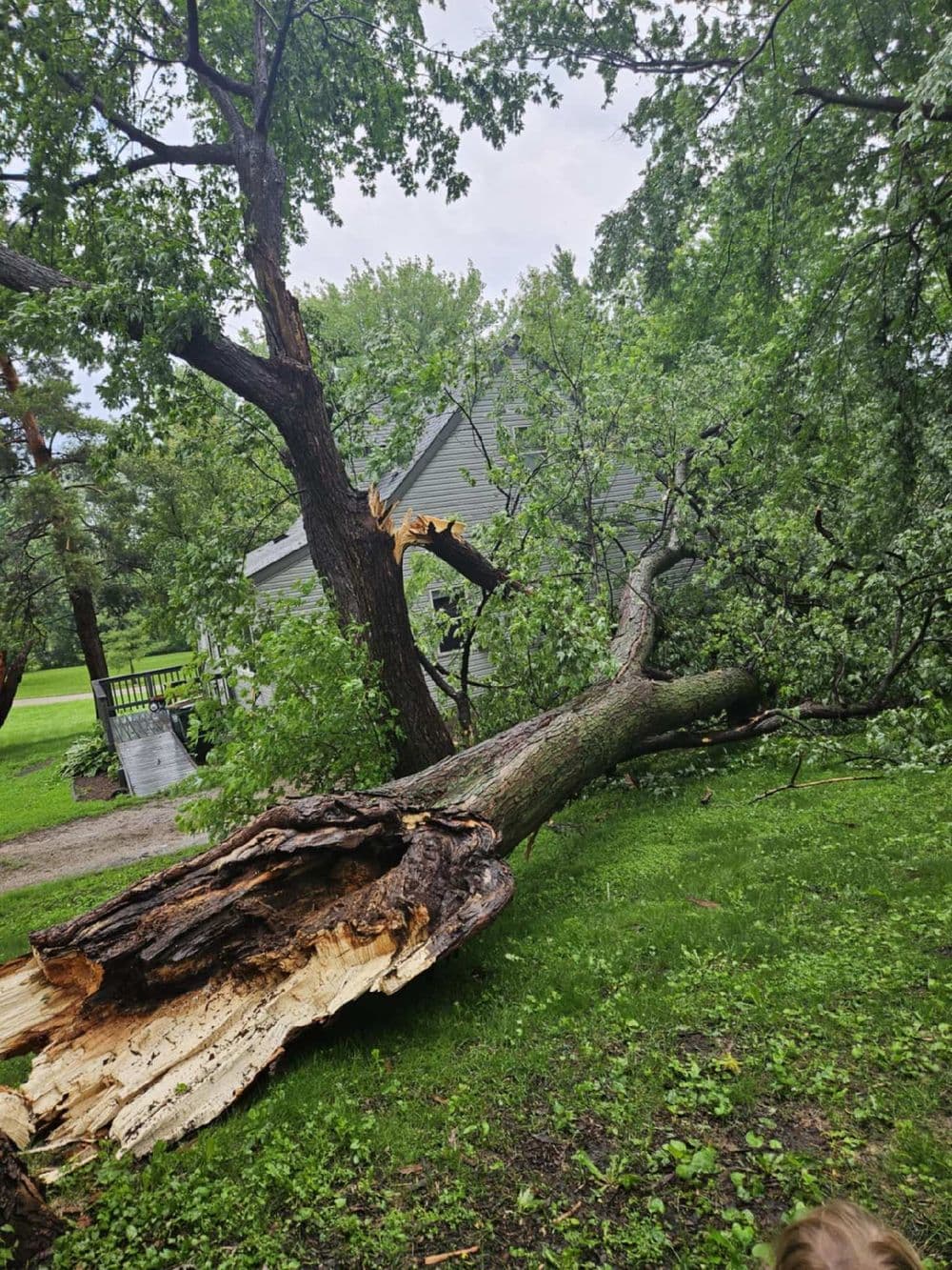 Fallen tree with a damaged trunk near a house, surrounded by greenery after a storm.
