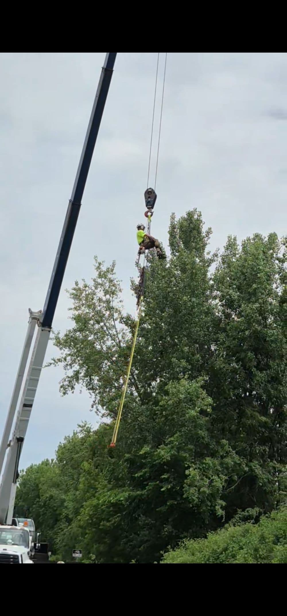 Worker in safety gear using a crane to trim a tall tree in an urban area.