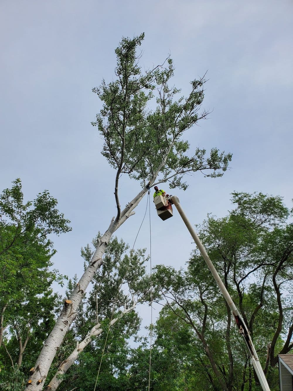 Tree removal service using a lift to trim branches from a tall tree against a cloudy sky.