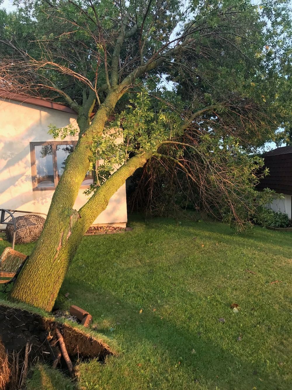 Leaning tree near a house with visible root erosion in a grassy yard at sunset.