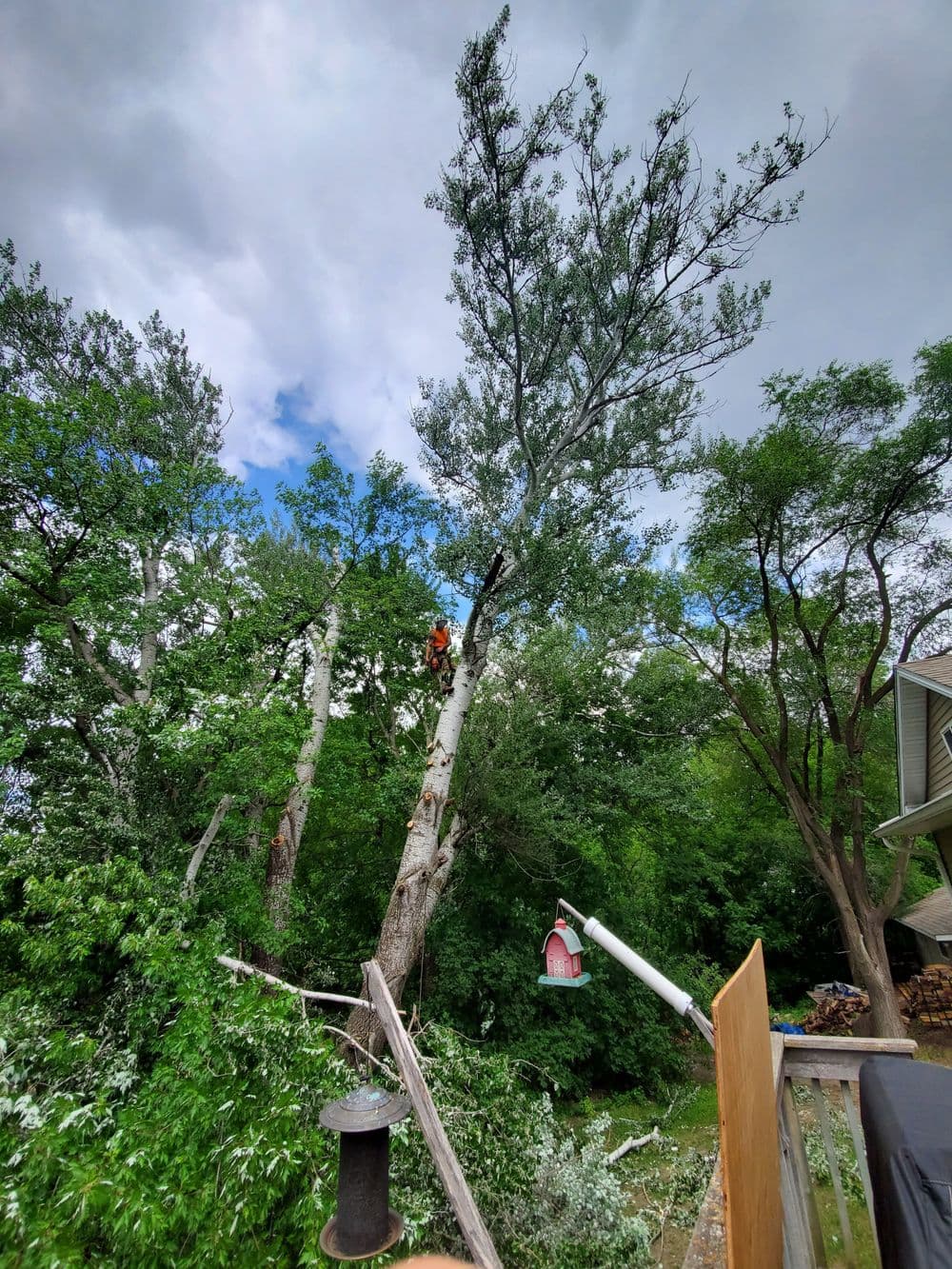 Tree removal services in action, with a climber cutting branches from a tall tree.