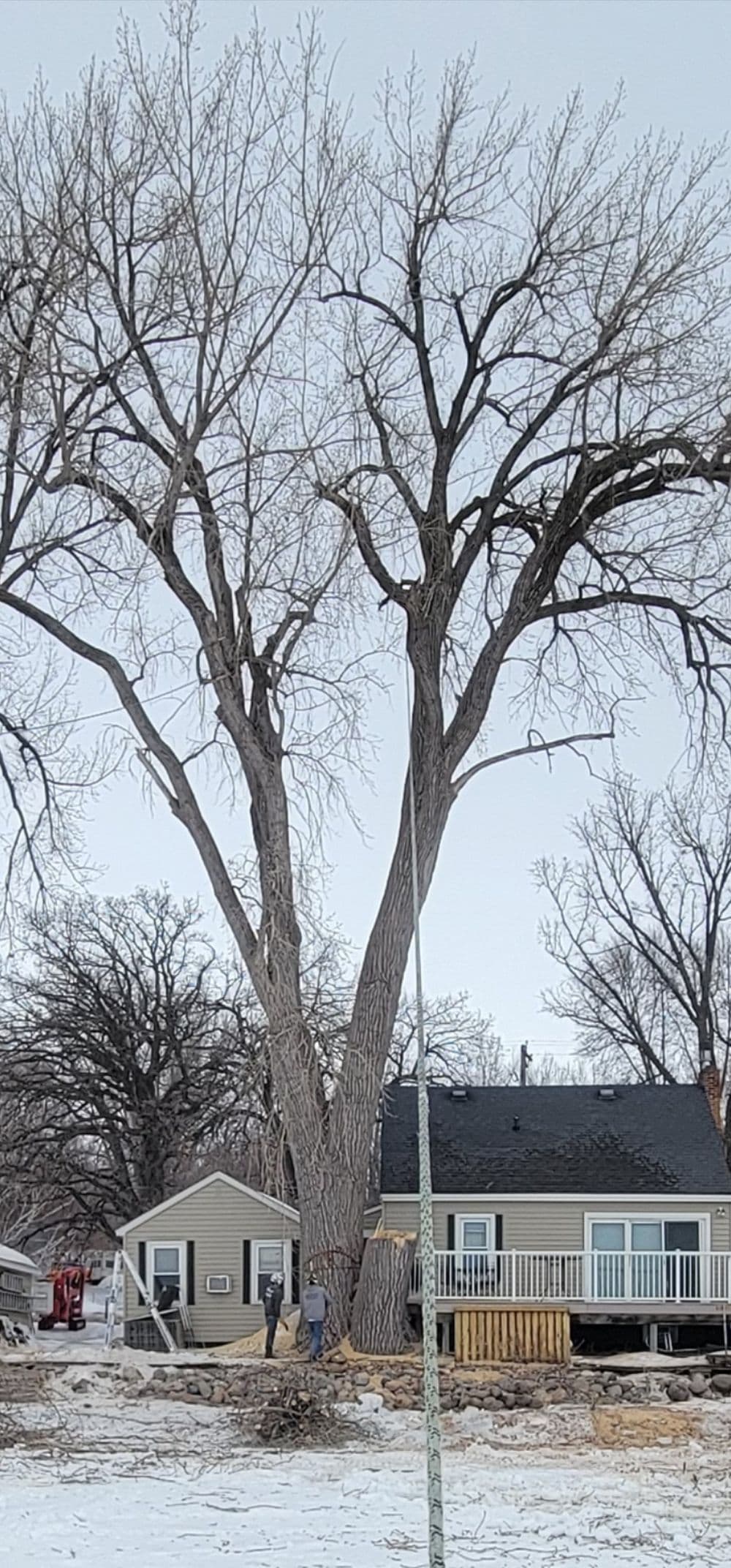 Tall tree behind a residential house, with workers preparing for tree maintenance in winter.