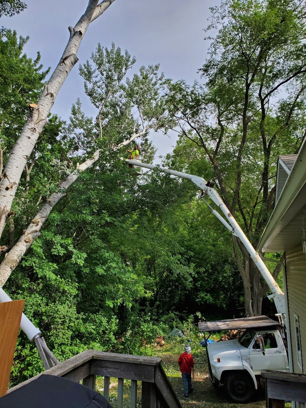 Tree trimming in progress with a bucket truck and worker cutting branches in a lush backyard.