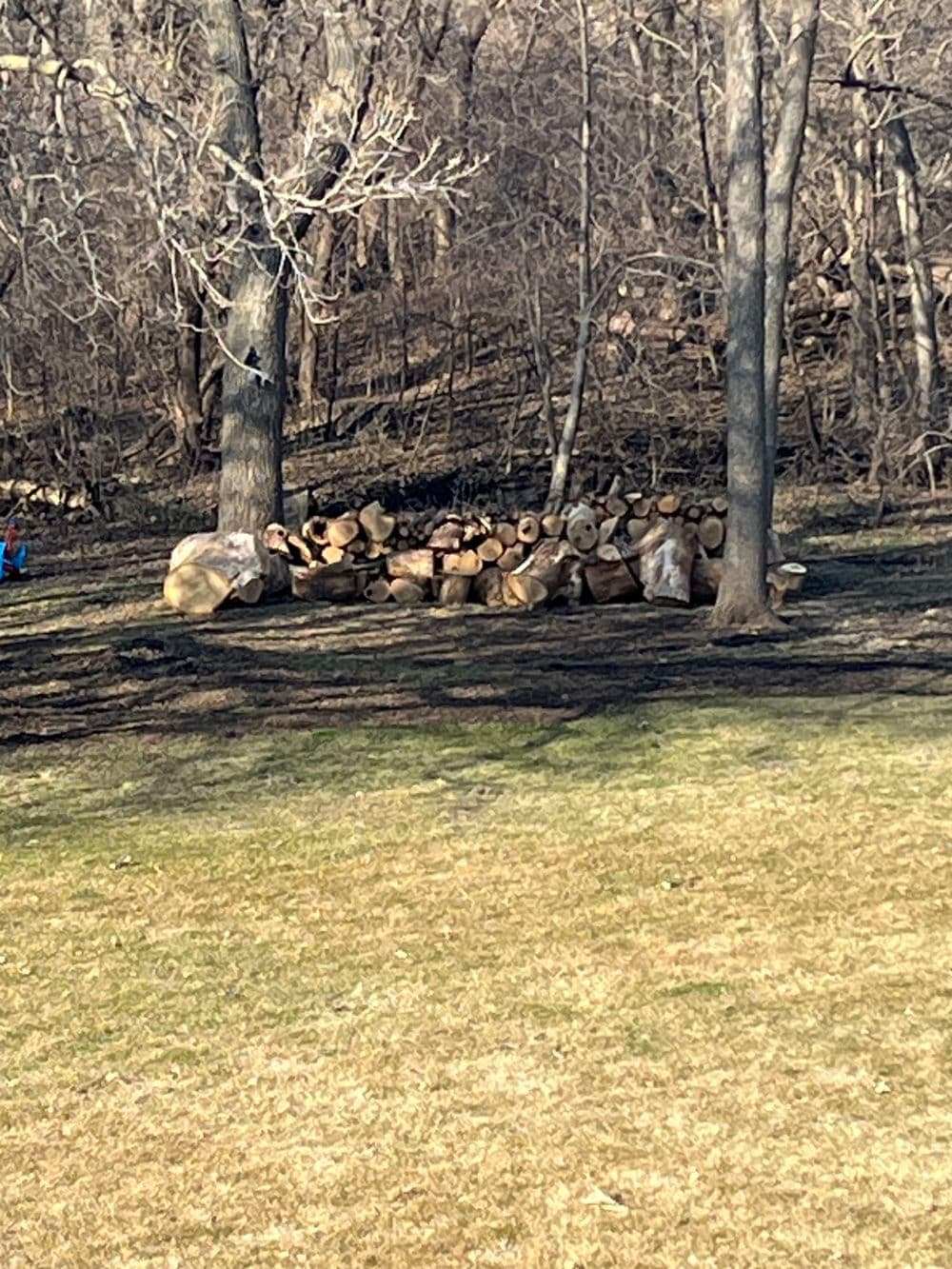 Stacked firewood near trees in a grassy outdoor setting, ideal for winter use.