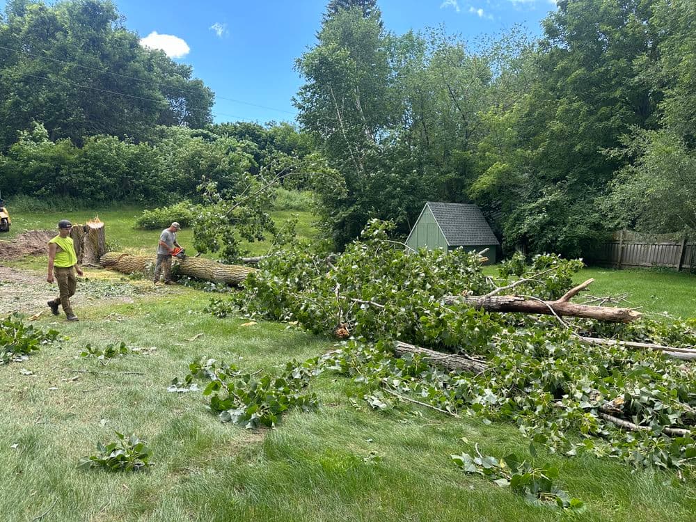 Tree removal services in a yard with fallen branches and workers cutting trees.