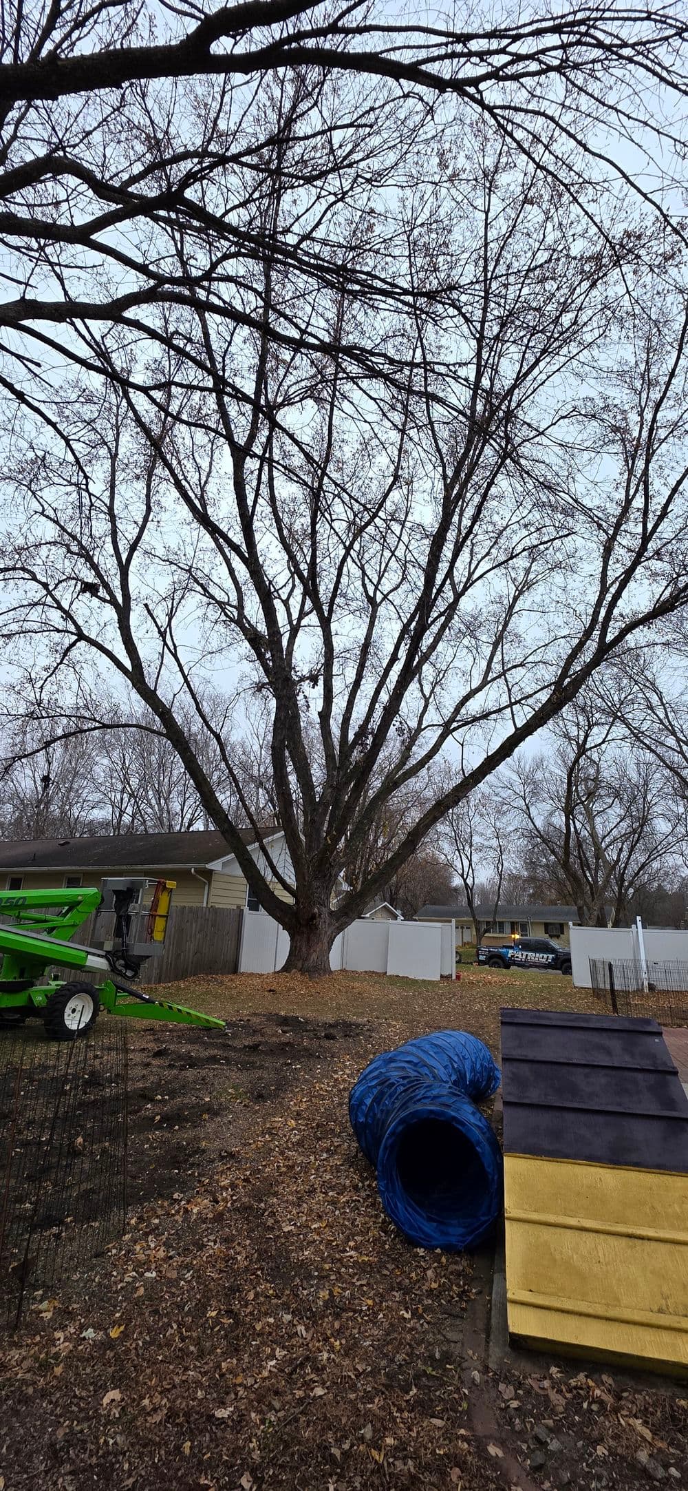 Leafless tree with a tall trunk in a yard, surrounded by equipment and blue tarps.