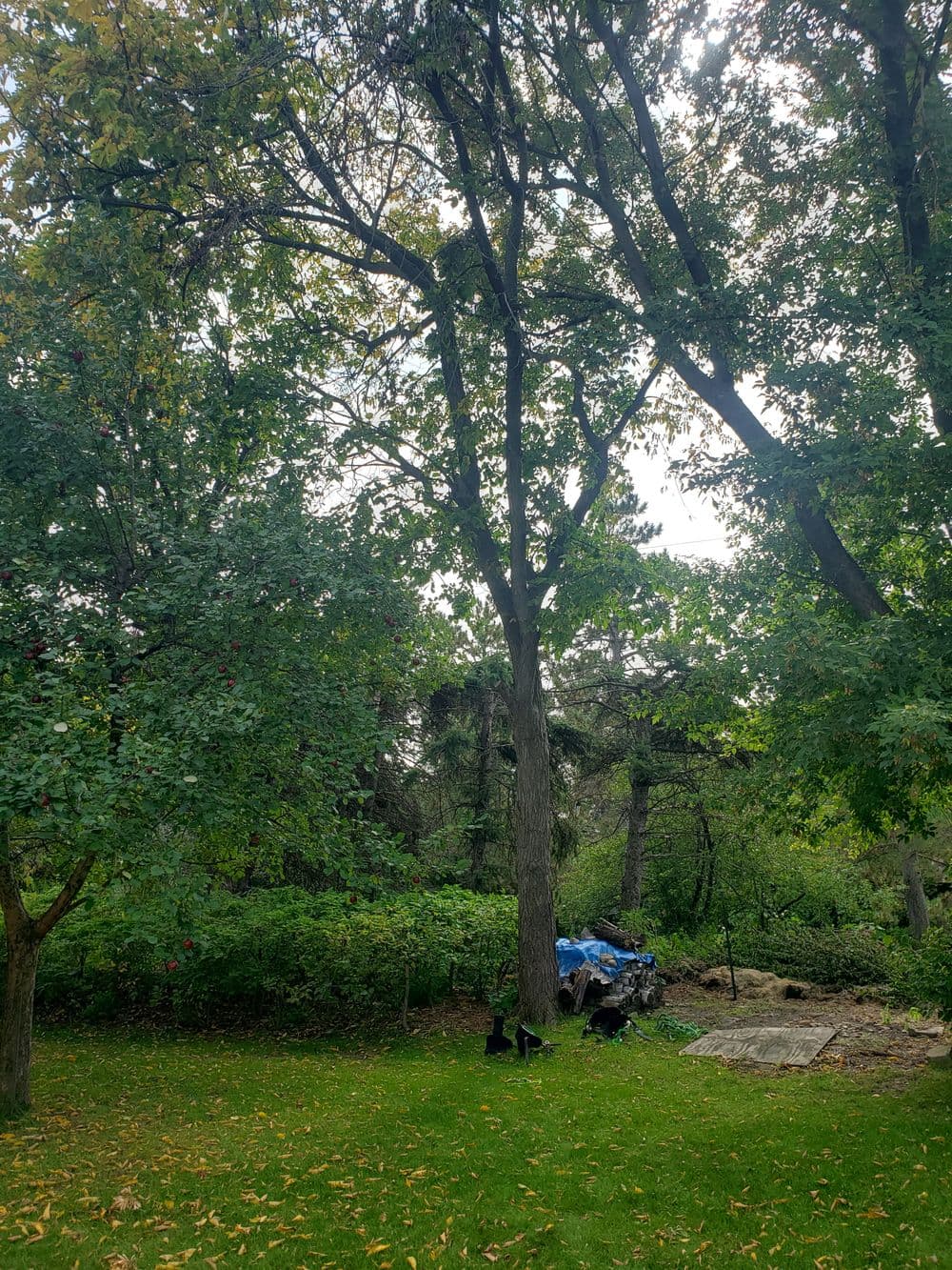 Lush green garden with tall trees and a serene landscape, perfect for outdoor relaxation.