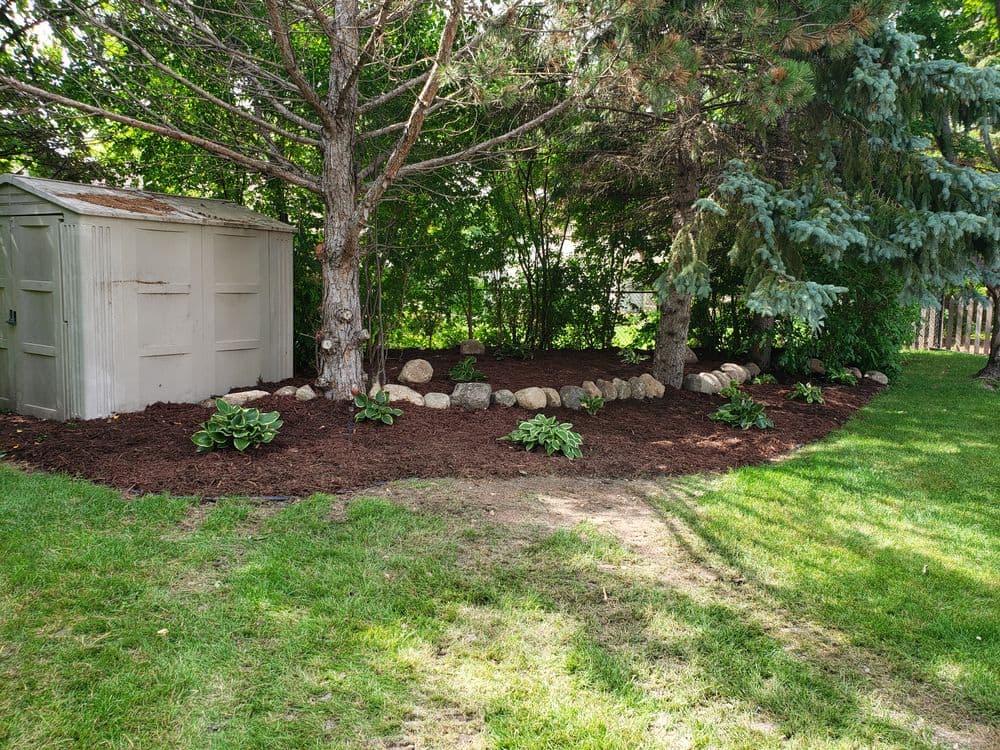 Garden landscape featuring mulch beds, hostas, rocks, and a shed under trees.