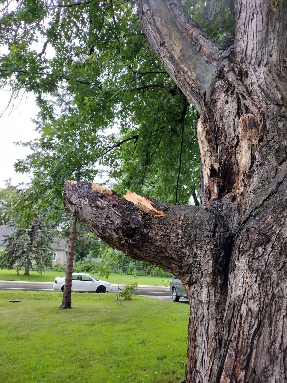 Damaged tree branch with bark peeling away, set in a residential area with grass and cars.