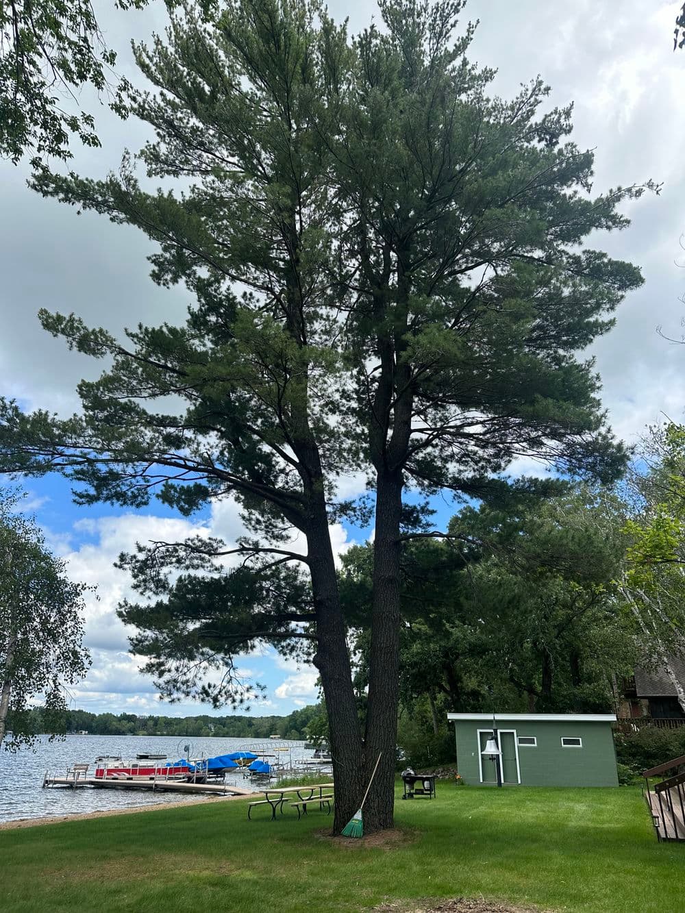Tall pine tree beside a lake with boats and a green shed in a scenic outdoor setting.