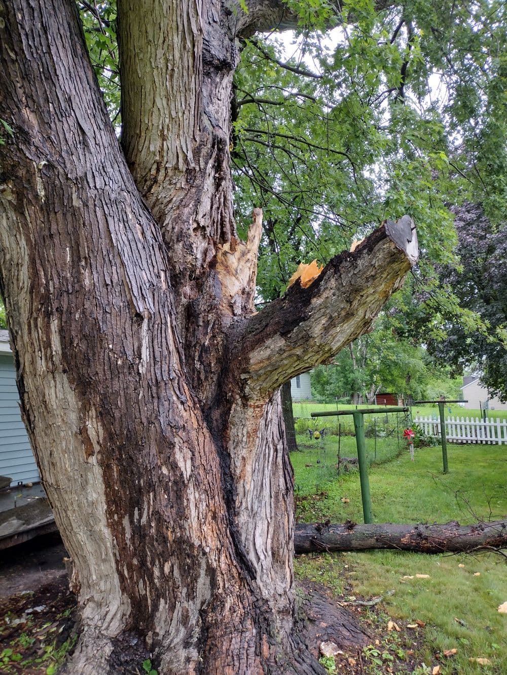 Large, weathered tree trunk showing peeling bark and a broken branch in a backyard setting.