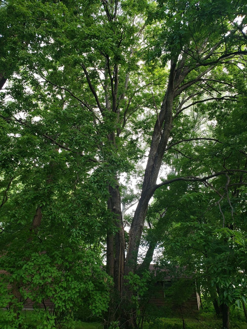 Lush green tree with thick branches and leaves in dense foliage backdrop.