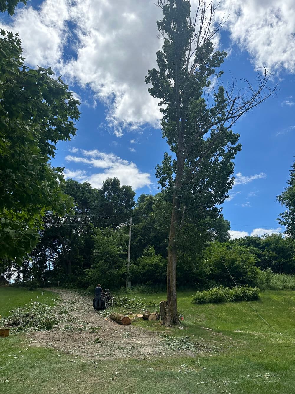 Tree removal in progress under a blue sky, with logs and branches scattered on the ground.