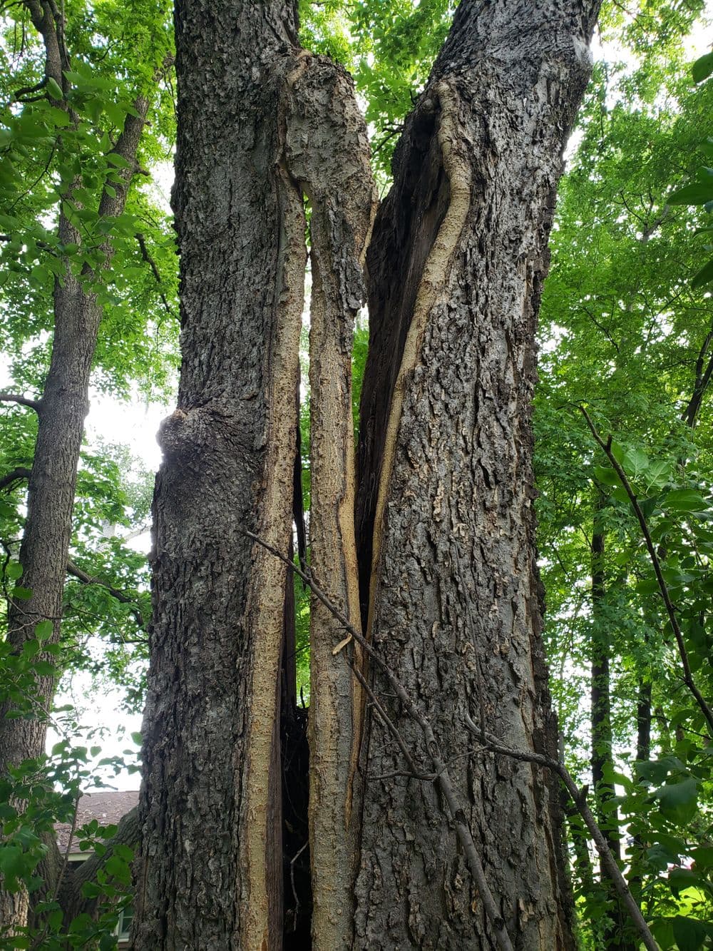 Split trunk of a large tree surrounded by lush green foliage in a forest setting.