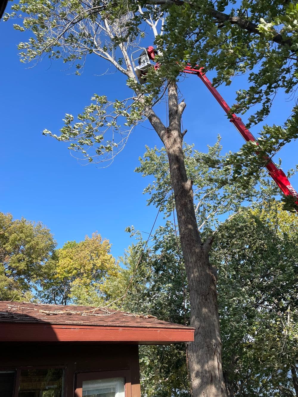 Tree trimming service using a lift with clear blue sky in the background.