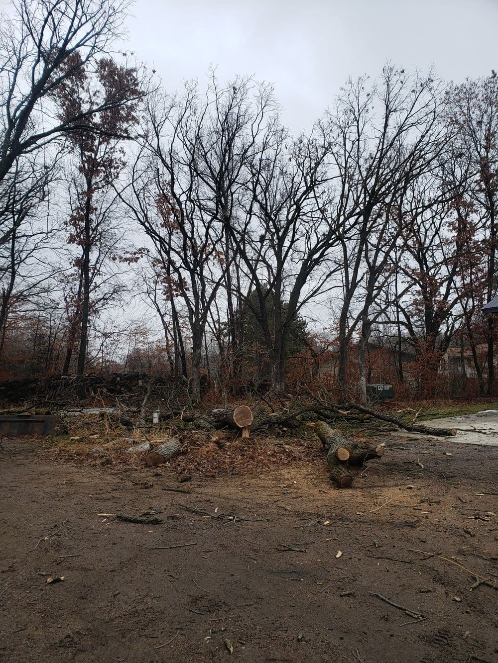 Fallen tree logs in a bare forest with overcast sky and leafless trees.
