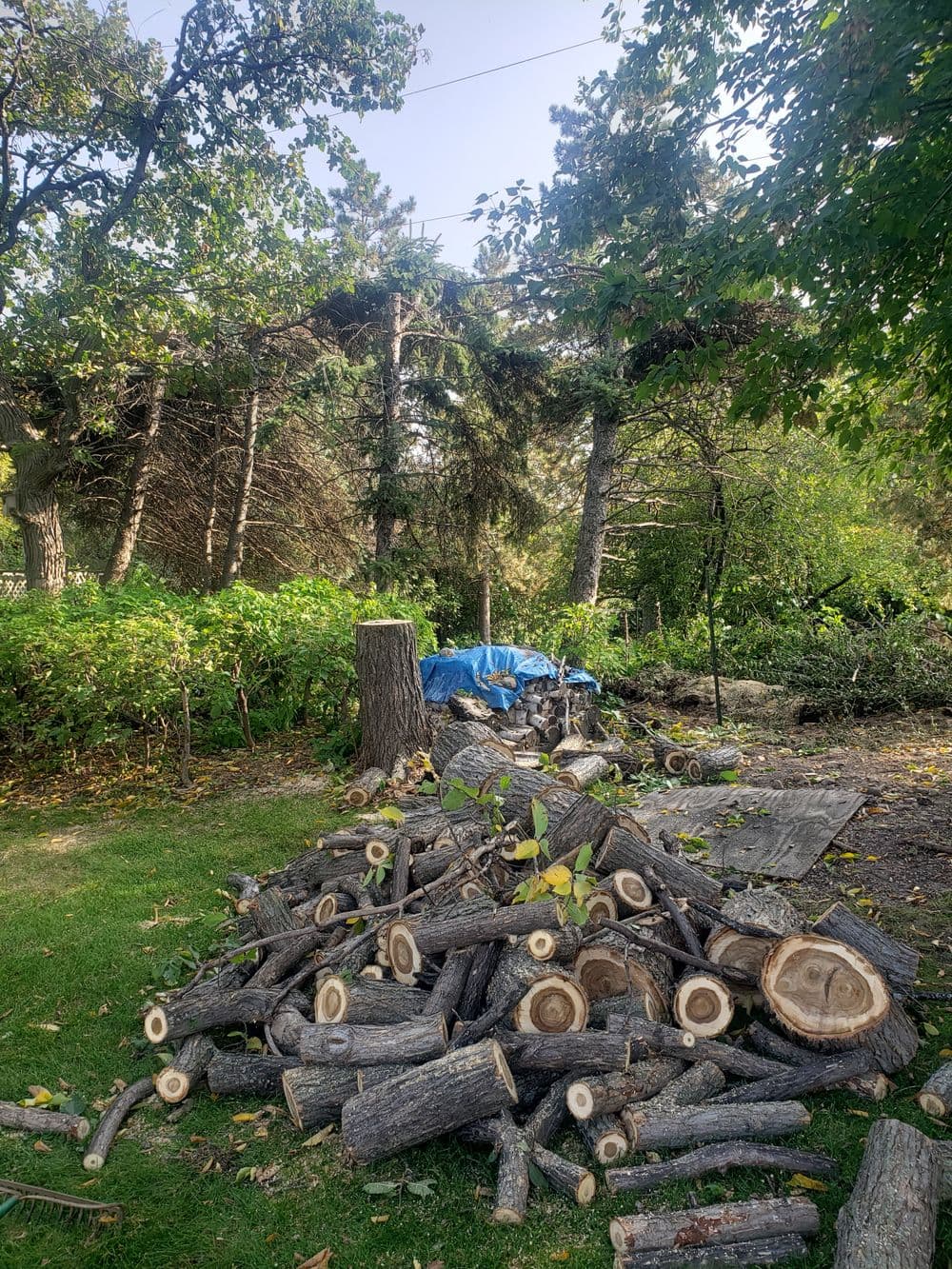 Piled logs and tree debris in a backyard with green foliage and a tarp.