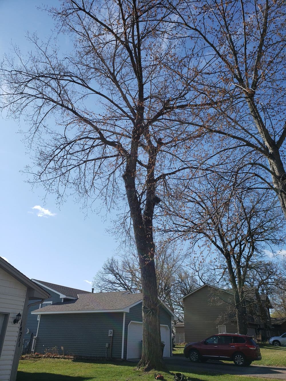 Leafless tree in residential yard under clear blue sky, with nearby houses and car.