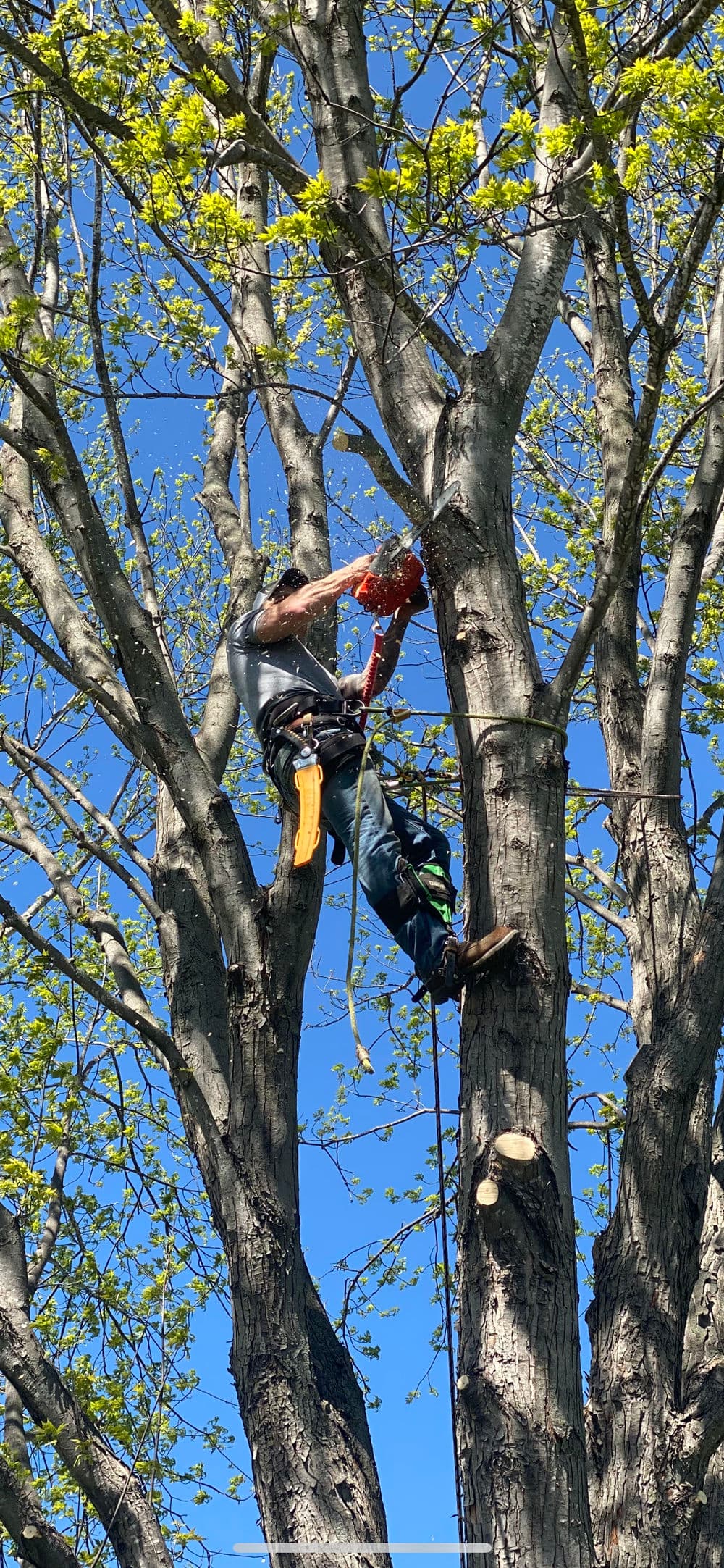 Tree climber pruning branches in a tall tree against a clear blue sky.