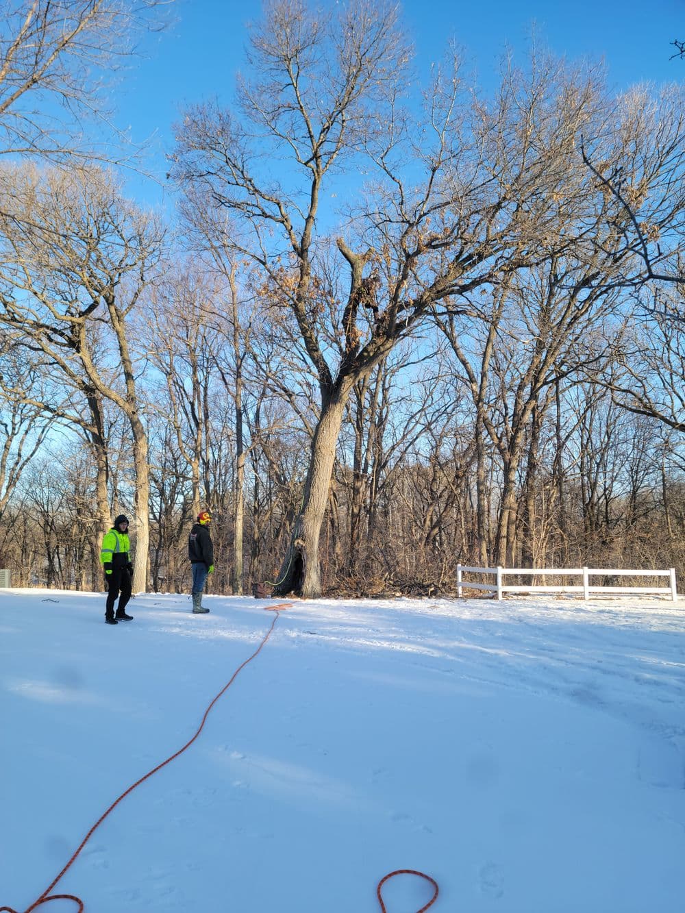 Two workers in winter gear prepare to trim a large tree in a snowy landscape.