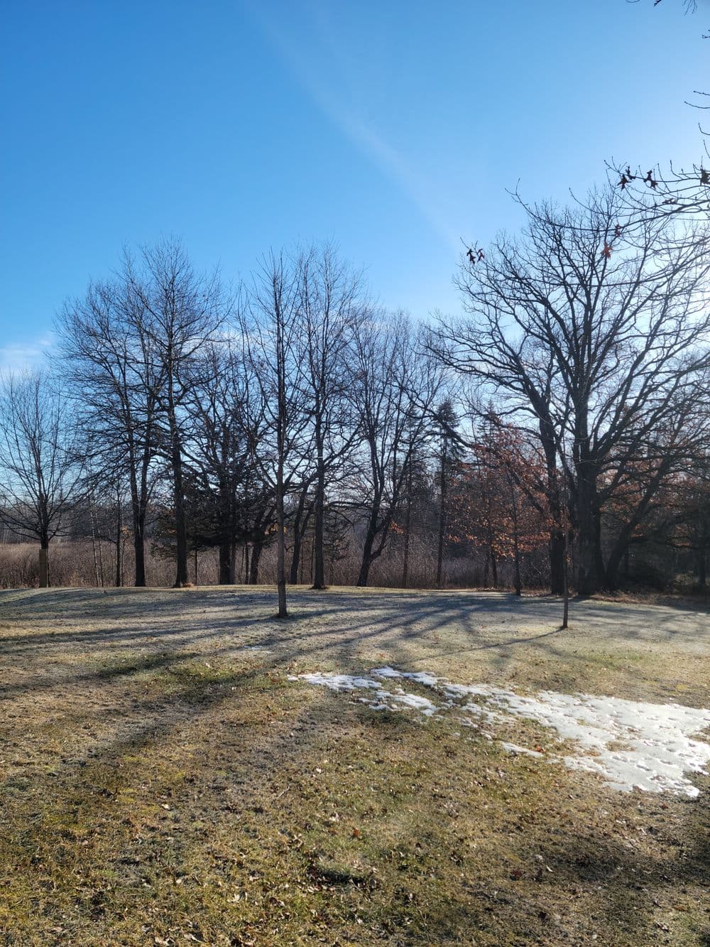 Bare trees casting shadows on a grassy field under a clear blue sky in winter.