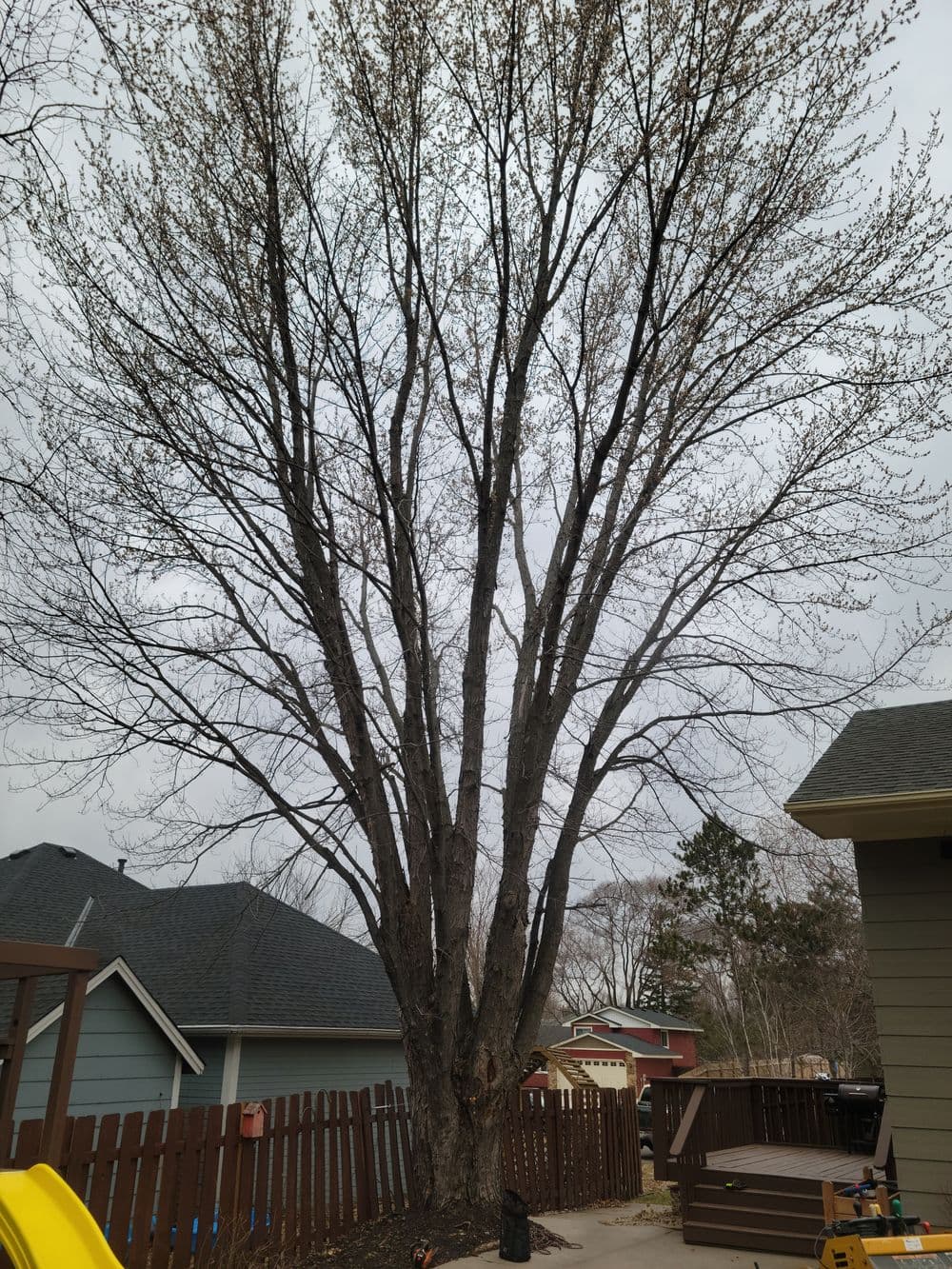 Leafless tree with a thick trunk and bare branches in a residential backyard.