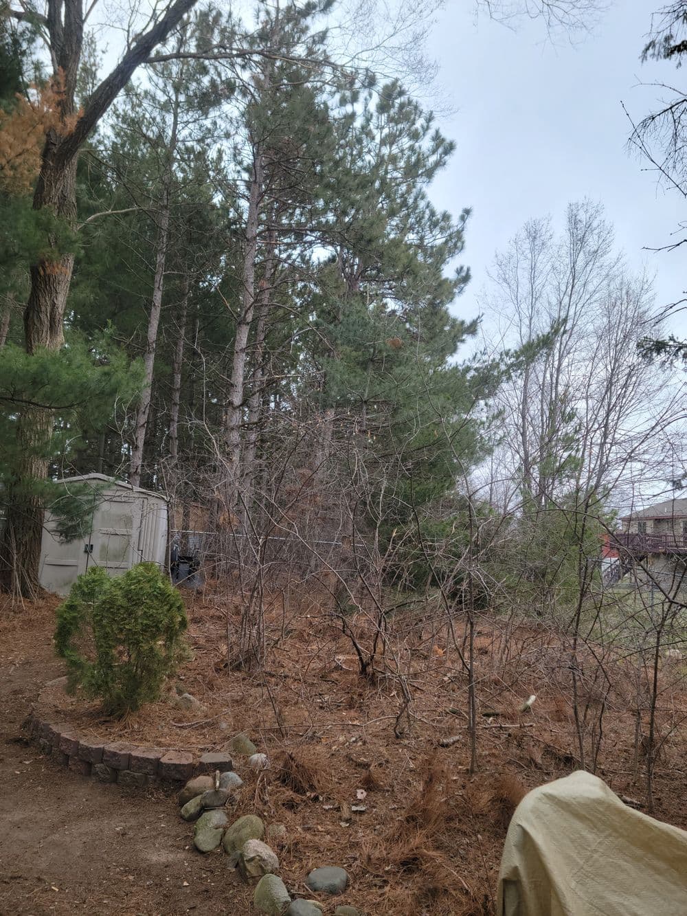 Dense pine forest with a clearing, shed, and rocky edge in early spring.