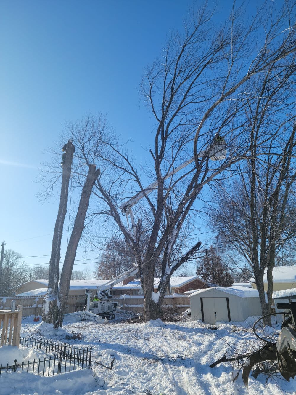 Snow-covered yard with a tree being trimmed, clear blue sky overhead.