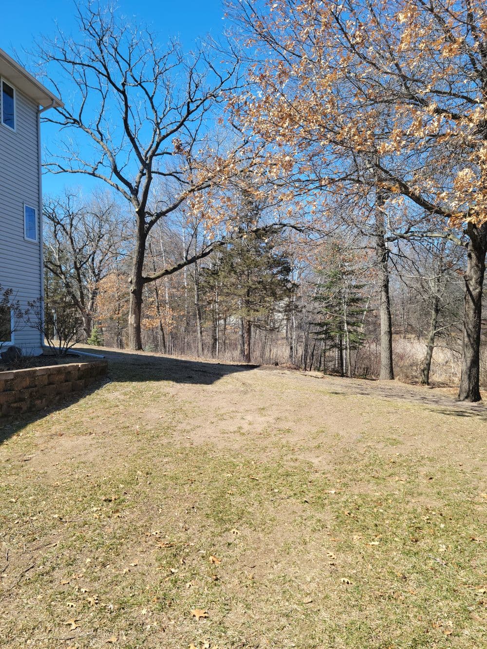 Bare yard with trees and grass under a clear blue sky in early spring.