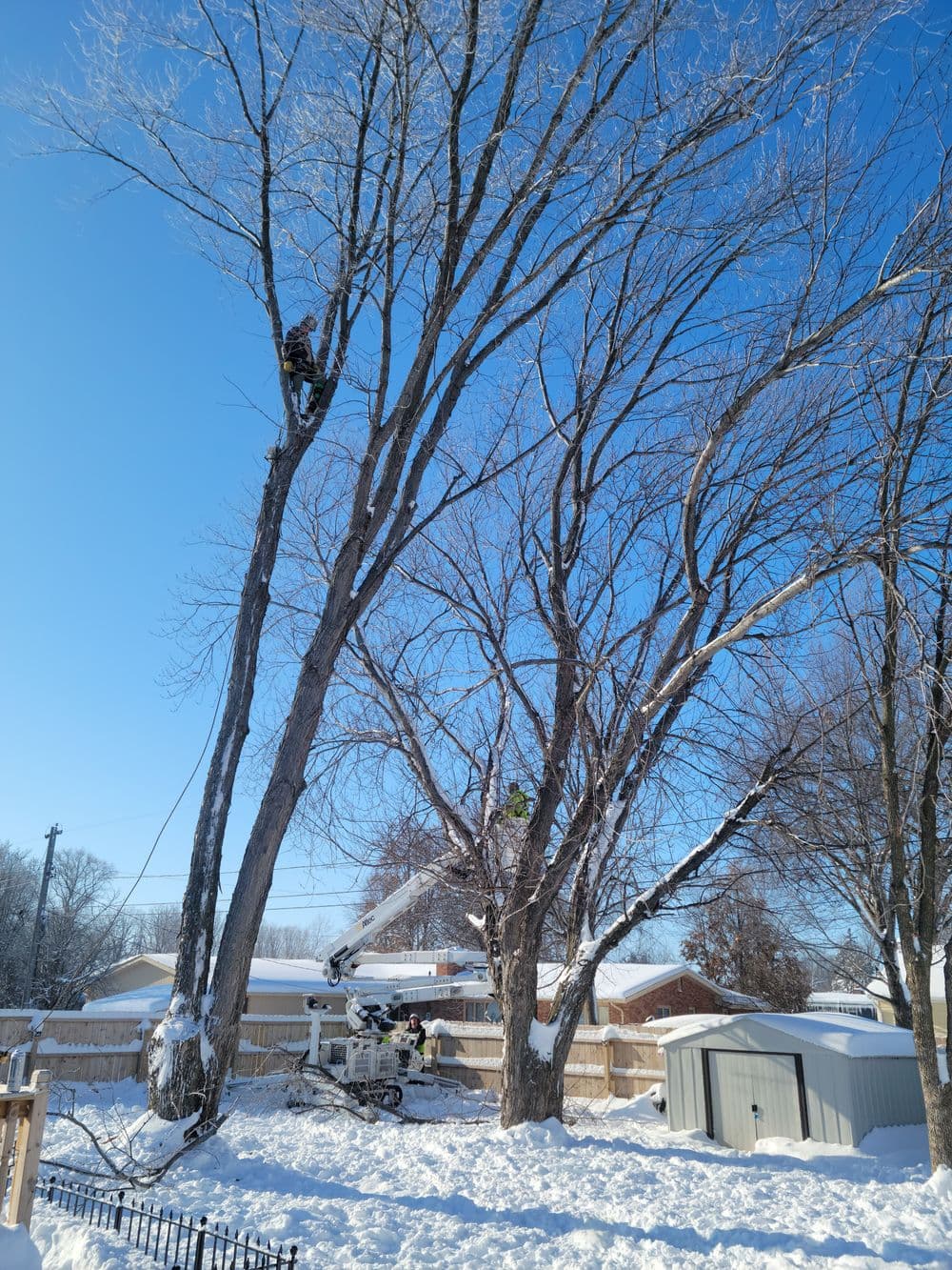Tree trimming service in winter clearing snow-covered branches against a clear blue sky.