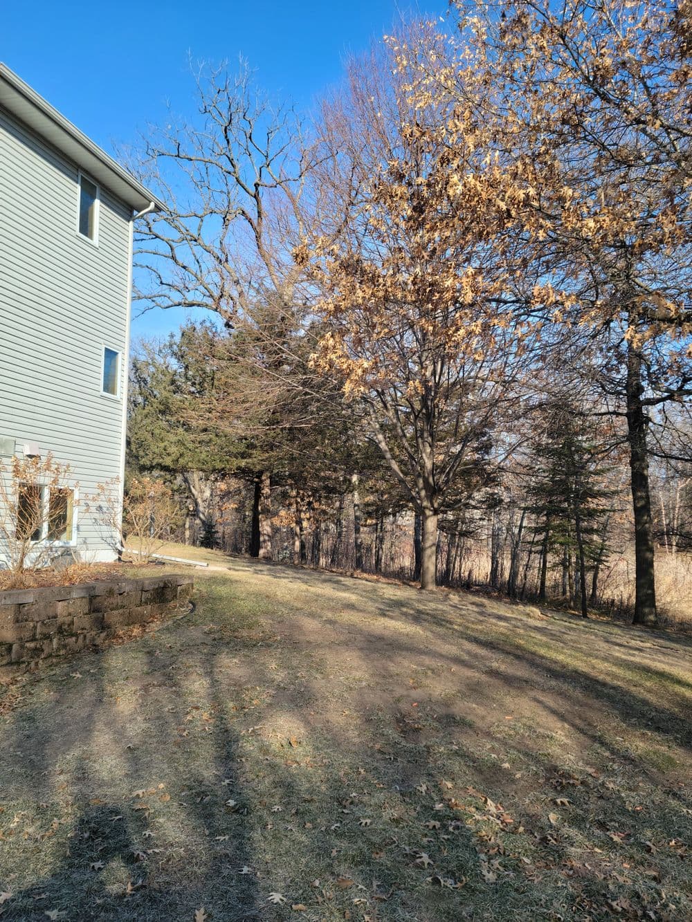 Side view of a house with trees and a clear blue sky in a serene backyard setting.
