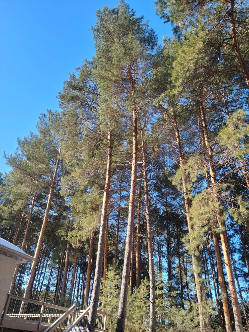Tall pine trees reaching towards a clear blue sky, surrounded by lush greenery.