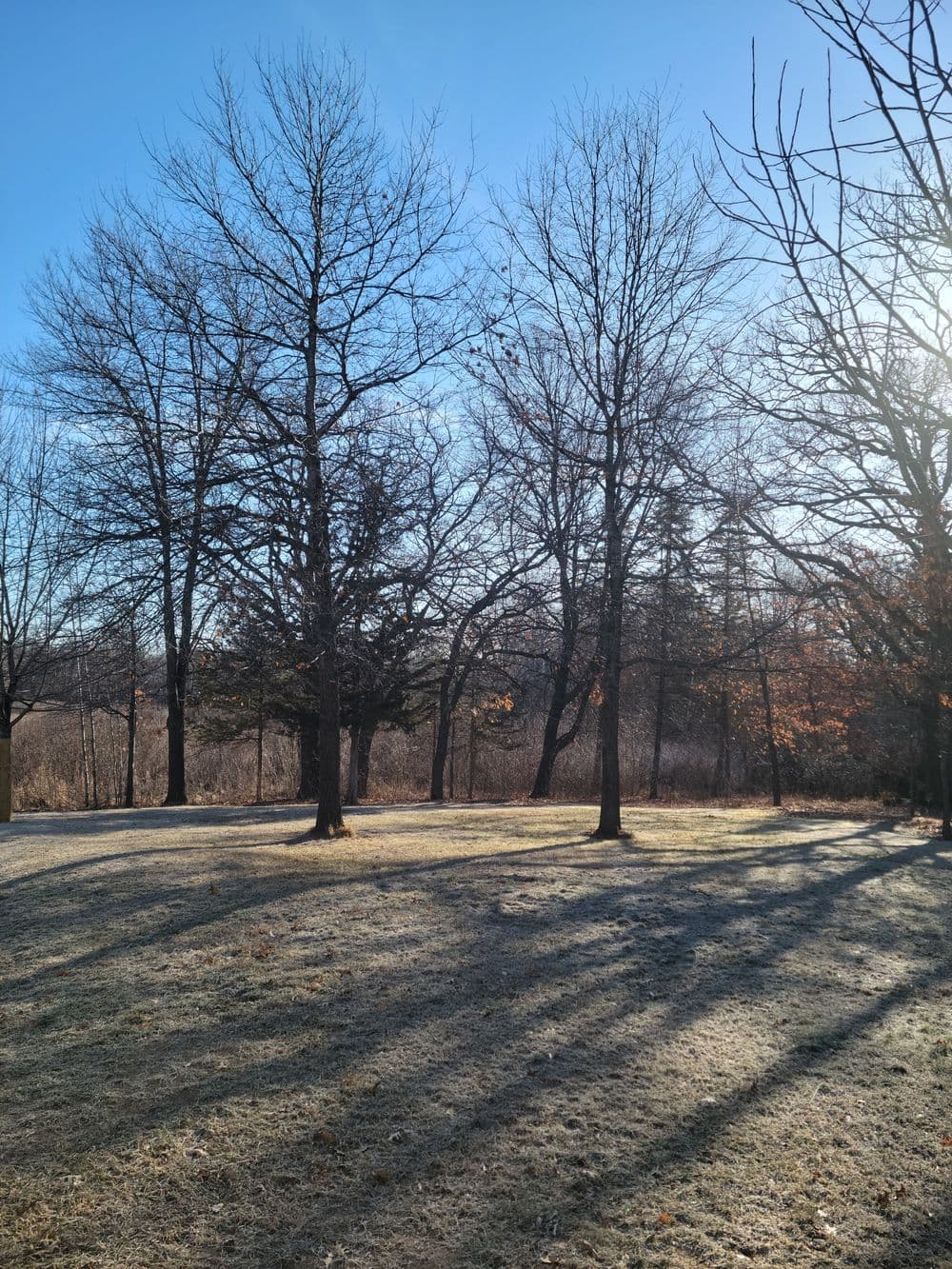 Frosty landscape with bare trees and long shadows under a clear blue sky.