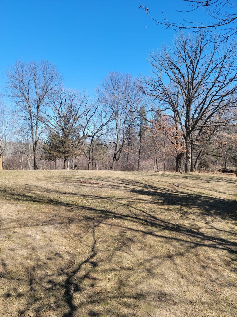 Barren landscape with trees and a clear blue sky in early spring.