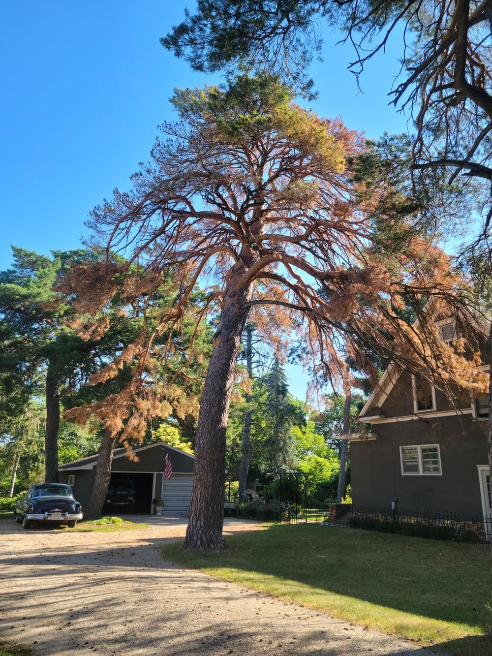 Tall pine tree with brown foliage near a house and garage under a clear blue sky.