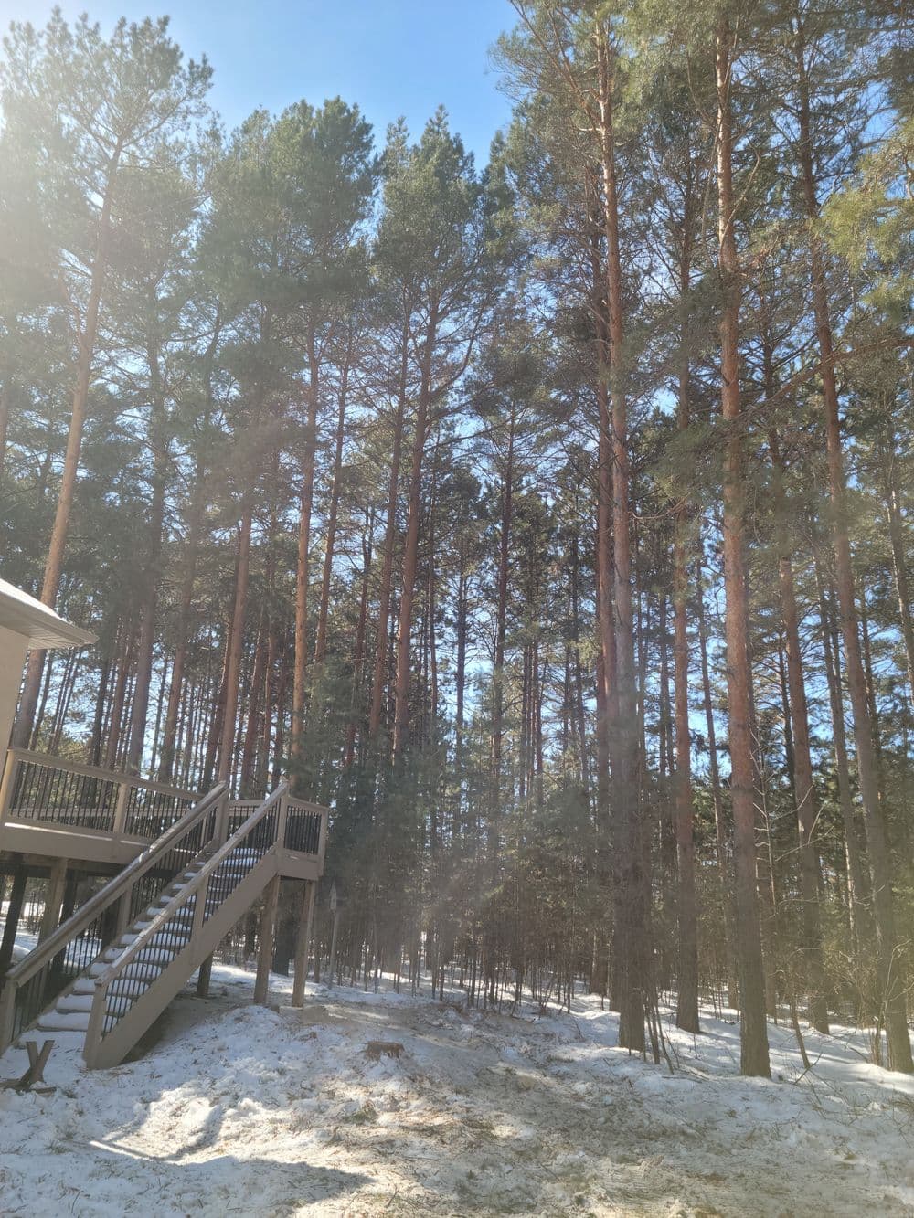 Snow-covered landscape with tall pine trees and a wooden deck under a clear blue sky.