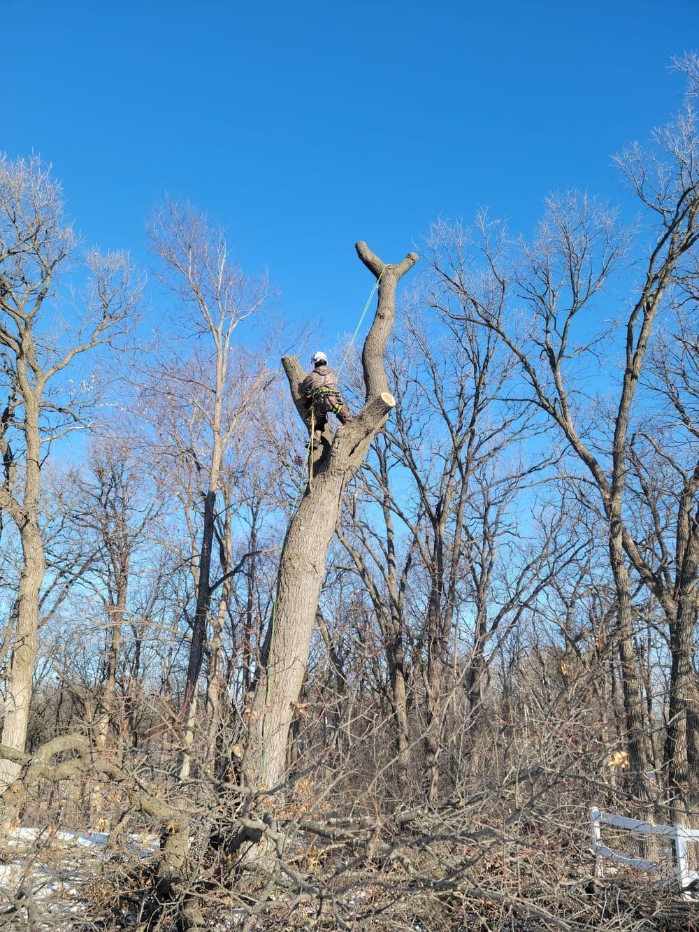 Person climbing a tall tree in winter, surrounded by bare branches against a clear blue sky.