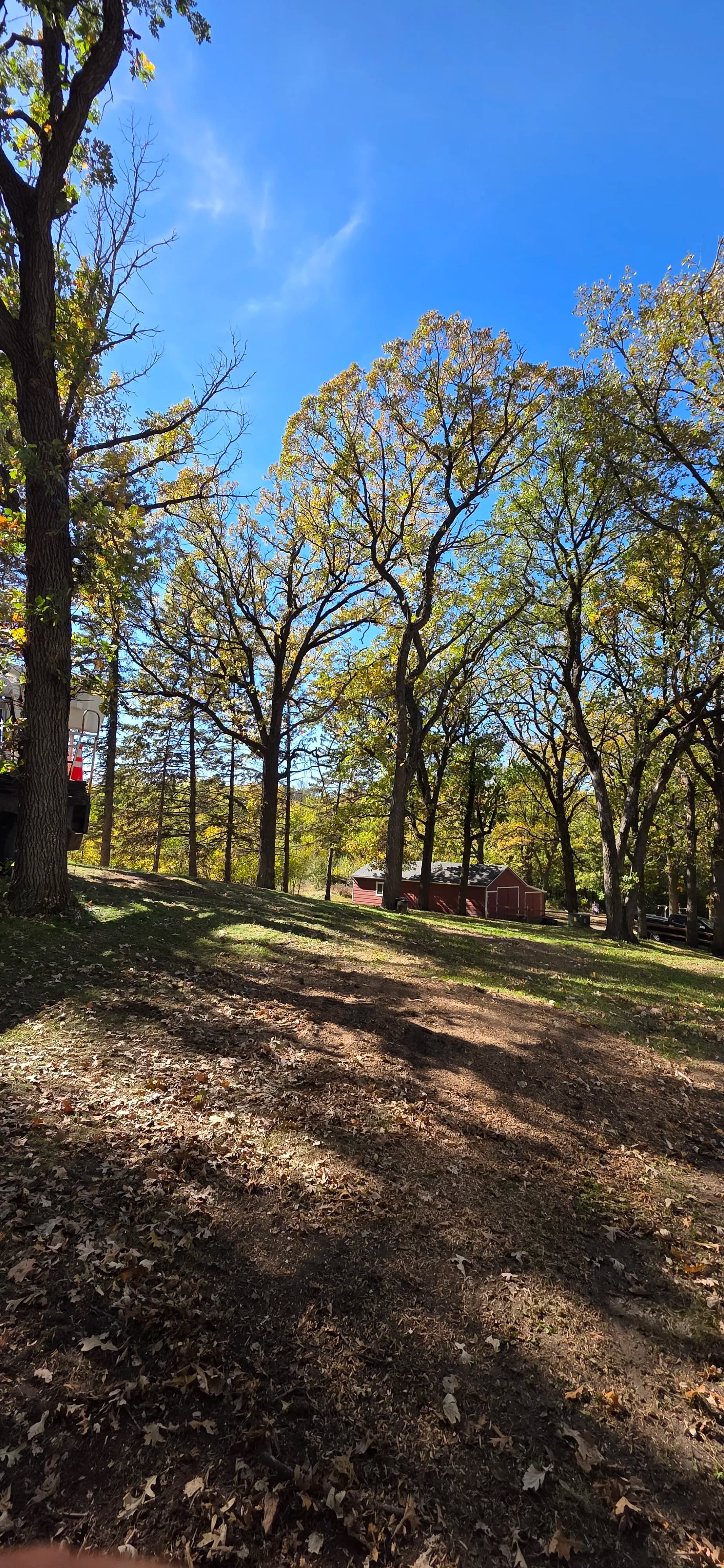 Gallery photos for 5 Dead Oak Trees Removed Before They Became a Real Problem: Image #1