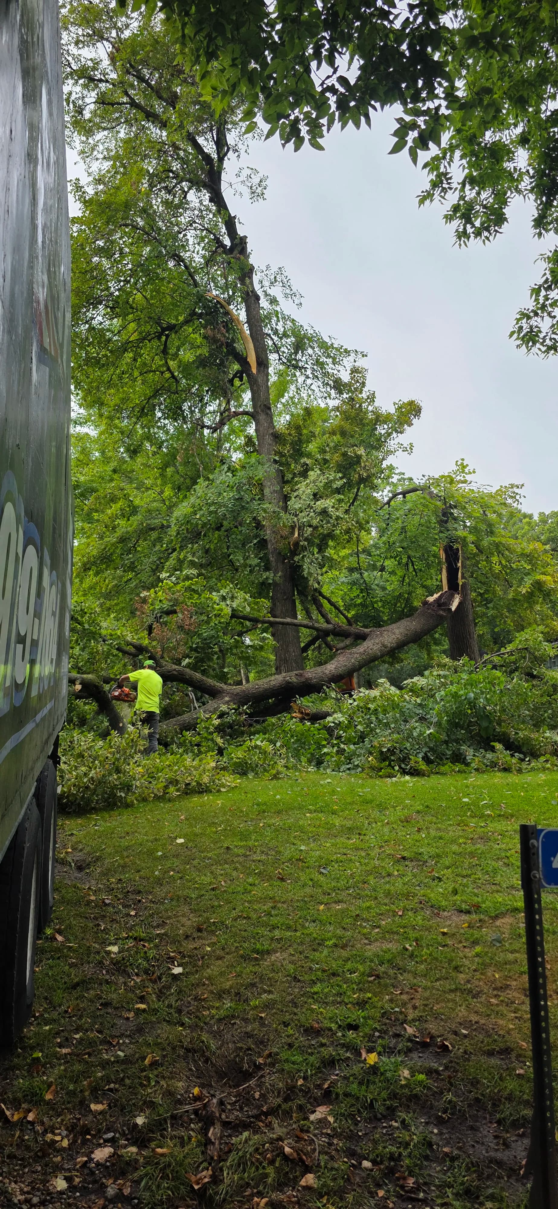 When a Storm-Damaged Tree Finally Lets Go image