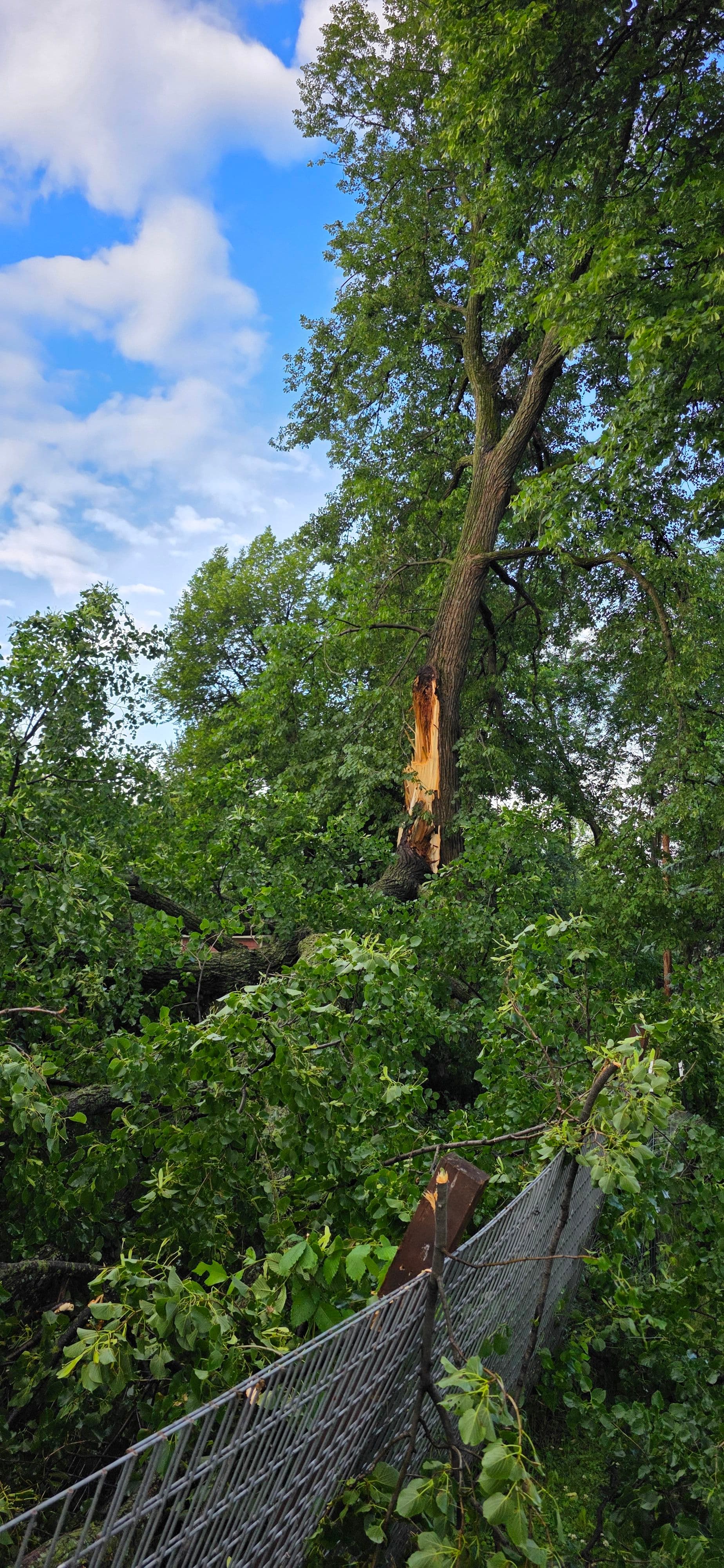 Gallery photos for Storm Splits a Tree and We Were Ready to Handle It: Image #1
